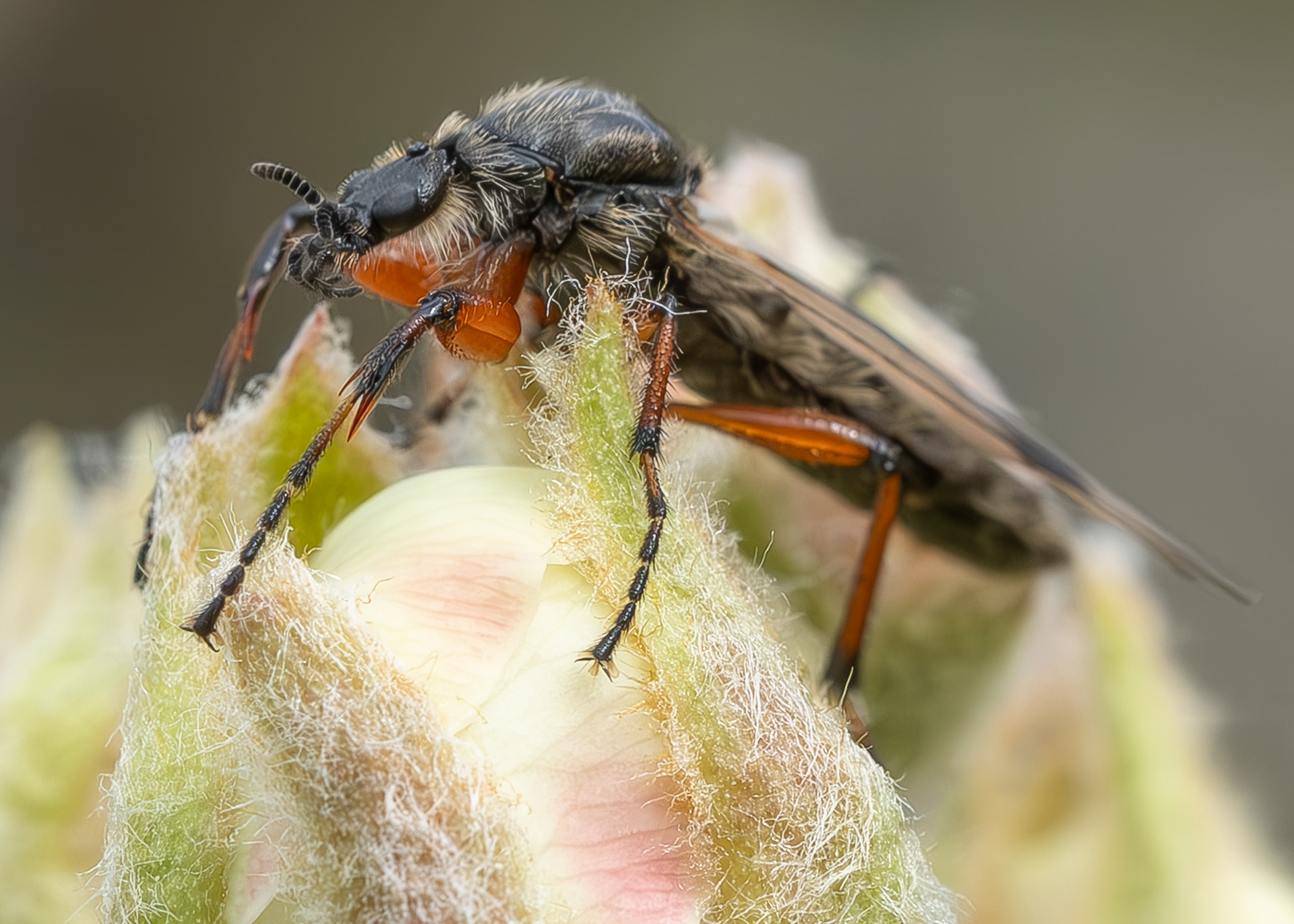 March Fly (Bibio vestitus), Kjargaard Road