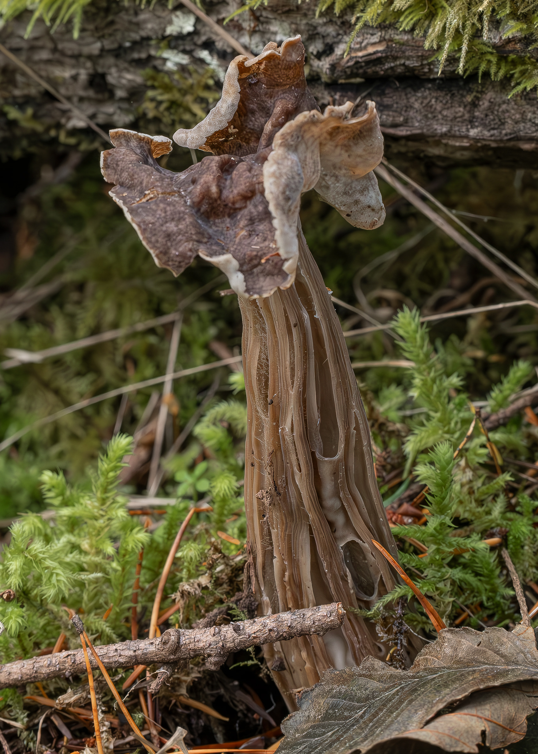 Fluted brown elfin saddle (Helvella masculata), Lopez Hill