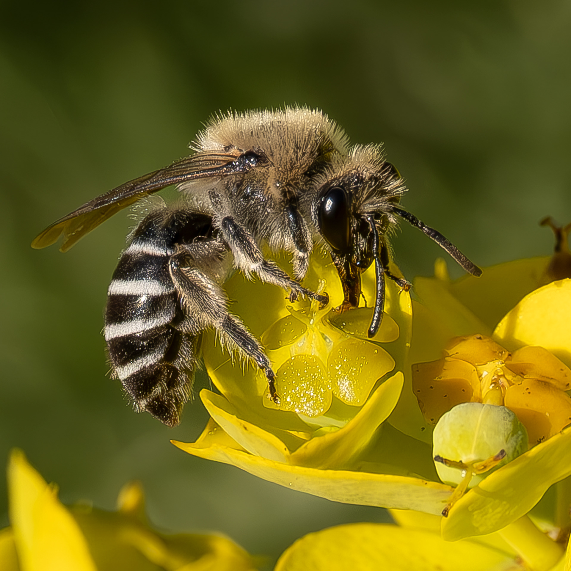 Glittering Cellophane Bee (Colletes fulgidus), Kjargaard Road