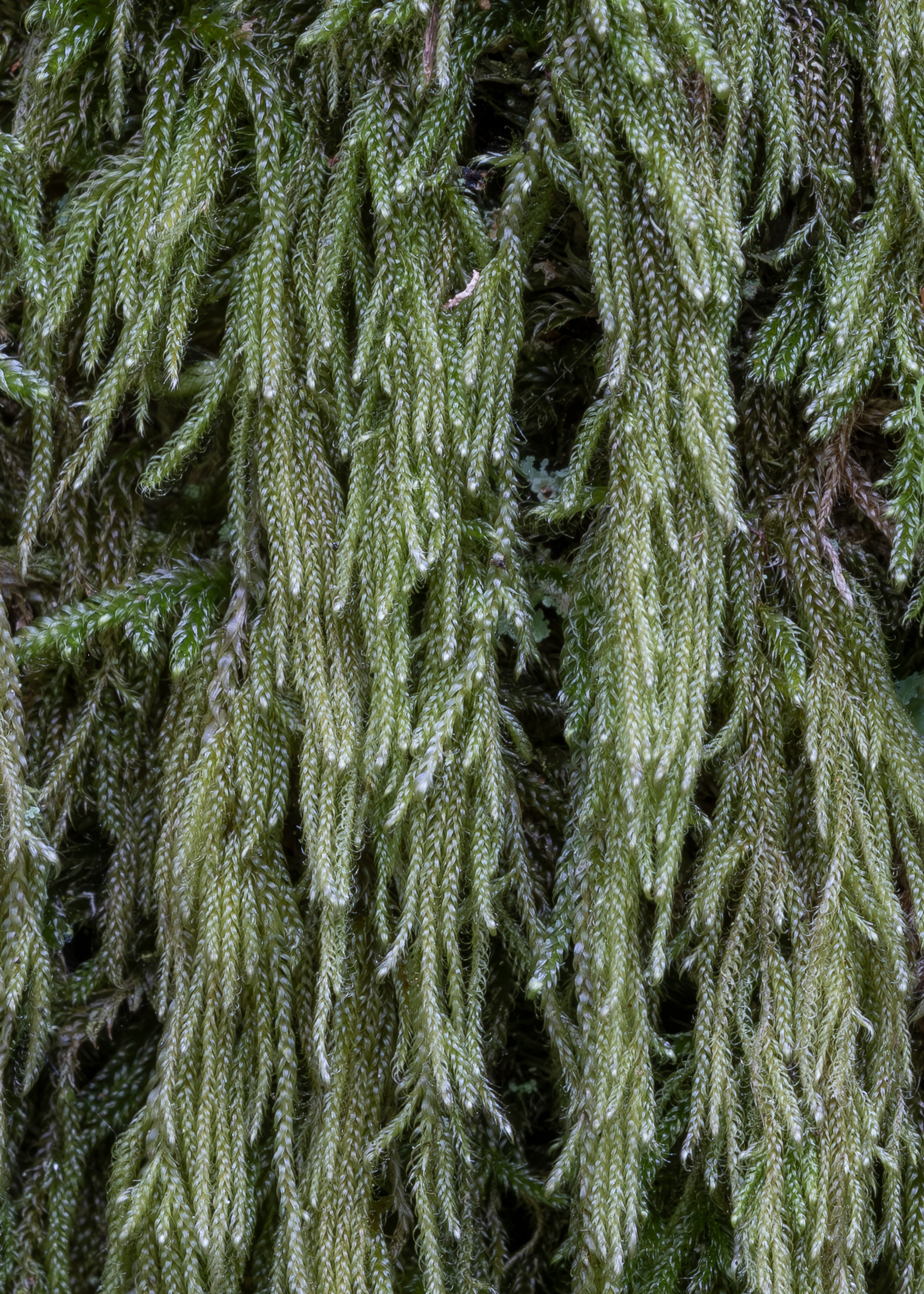Coiled-leaf Claw-moss (Hypnum circinale), Lopez Hill