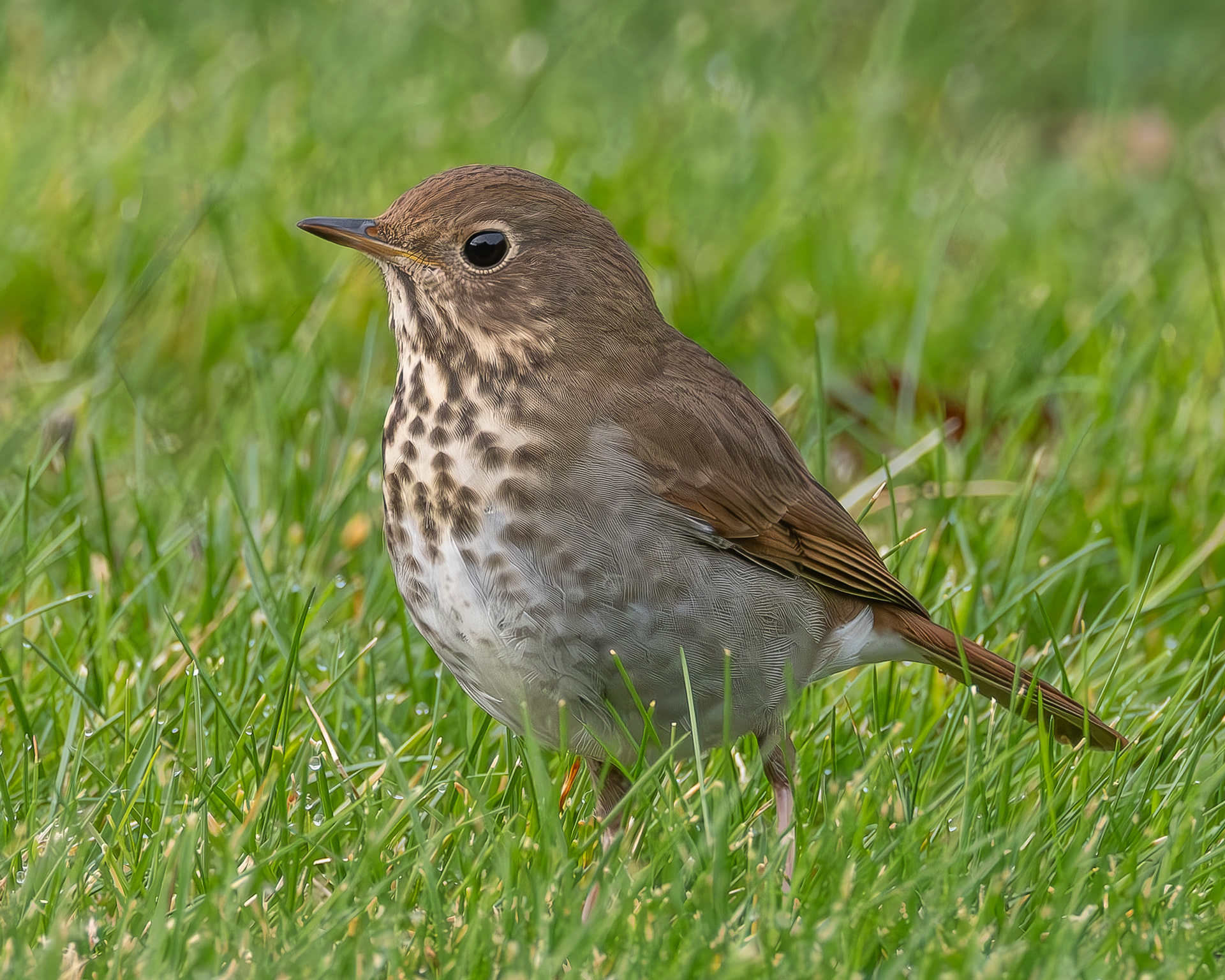 Hermit Thrush, Kjargaard Road