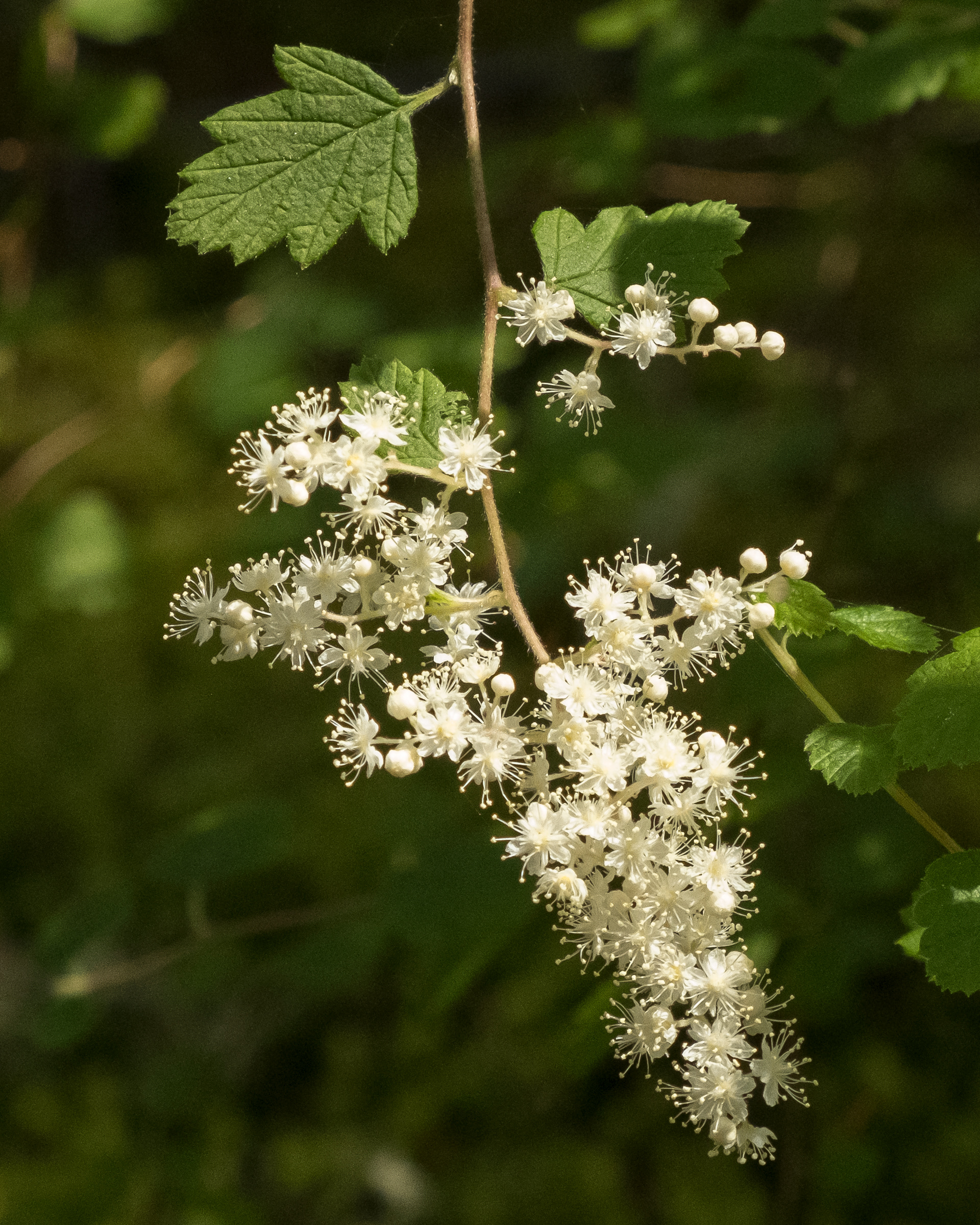 Oceanspray (Holodiscus discolor), Lopez Hill