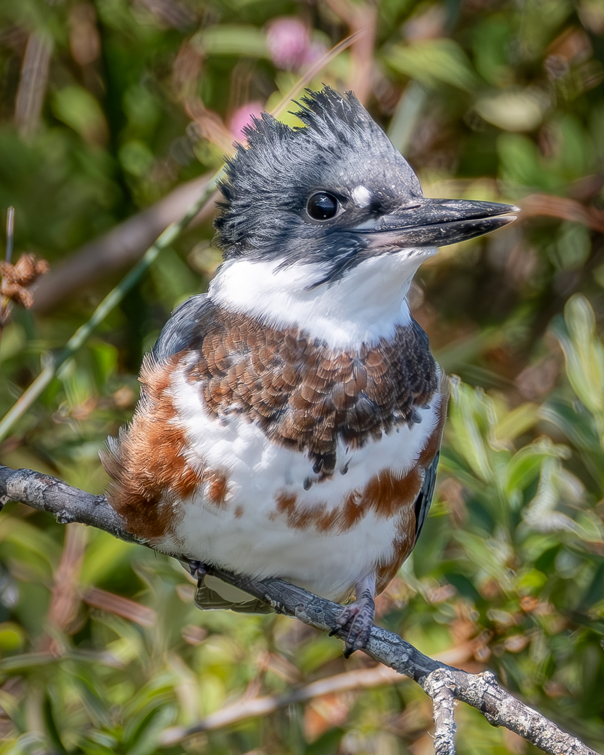 Belted Kingfisher, Upright Channel