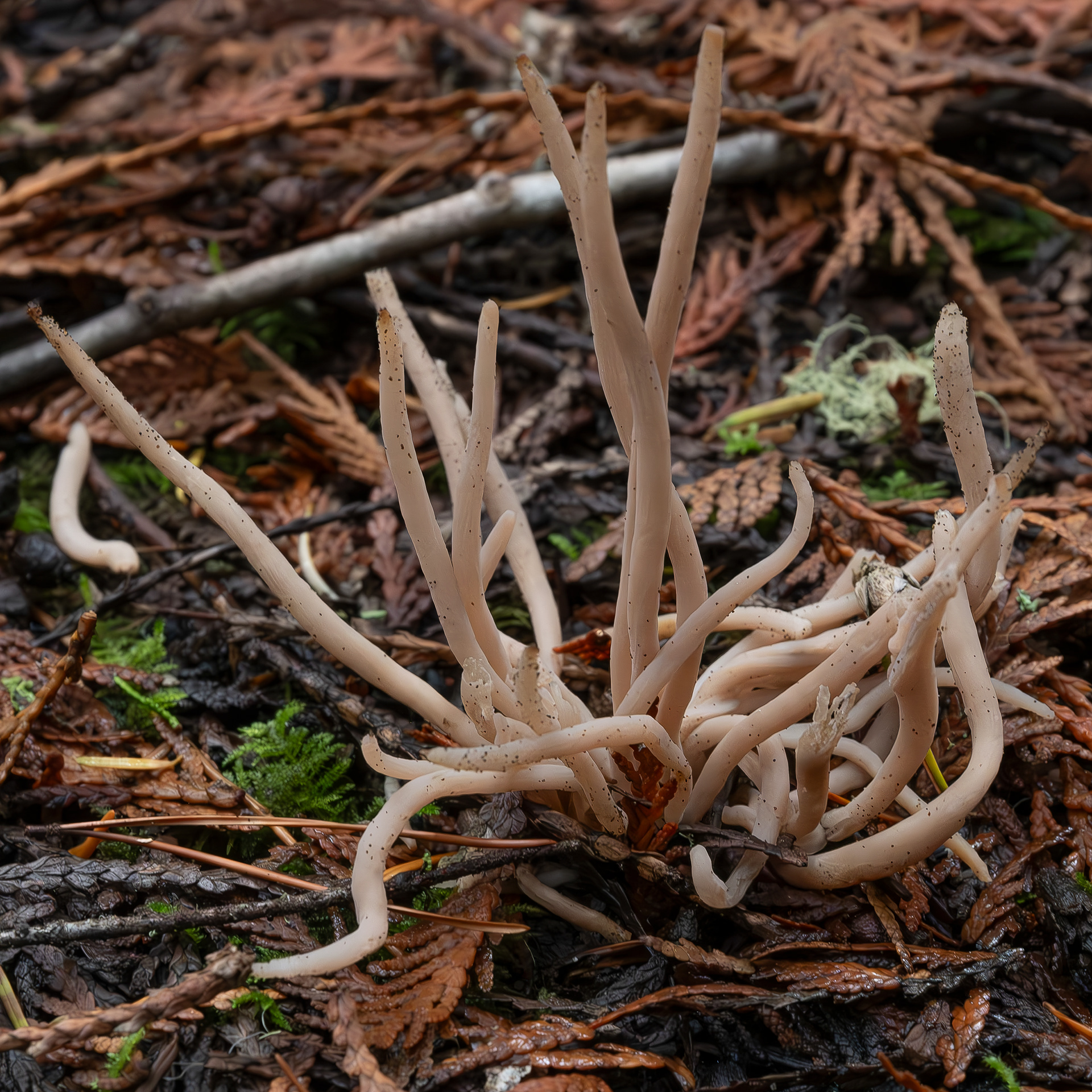 Smokey spindles (Clavaria fumosa), Lopez Hill