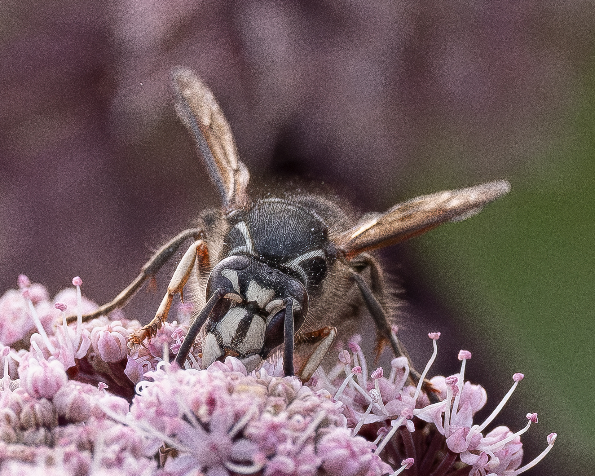 Bald-faced Hornet (Dolichovespula maculata), Kjargaard Road
