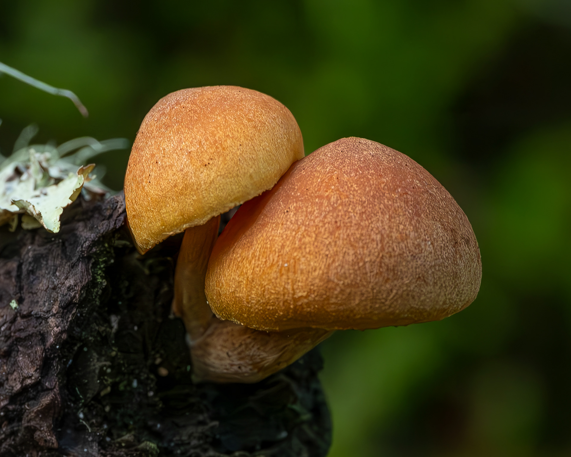 Common rustgill (Gymnopilus penetrans)? Lopez Hill