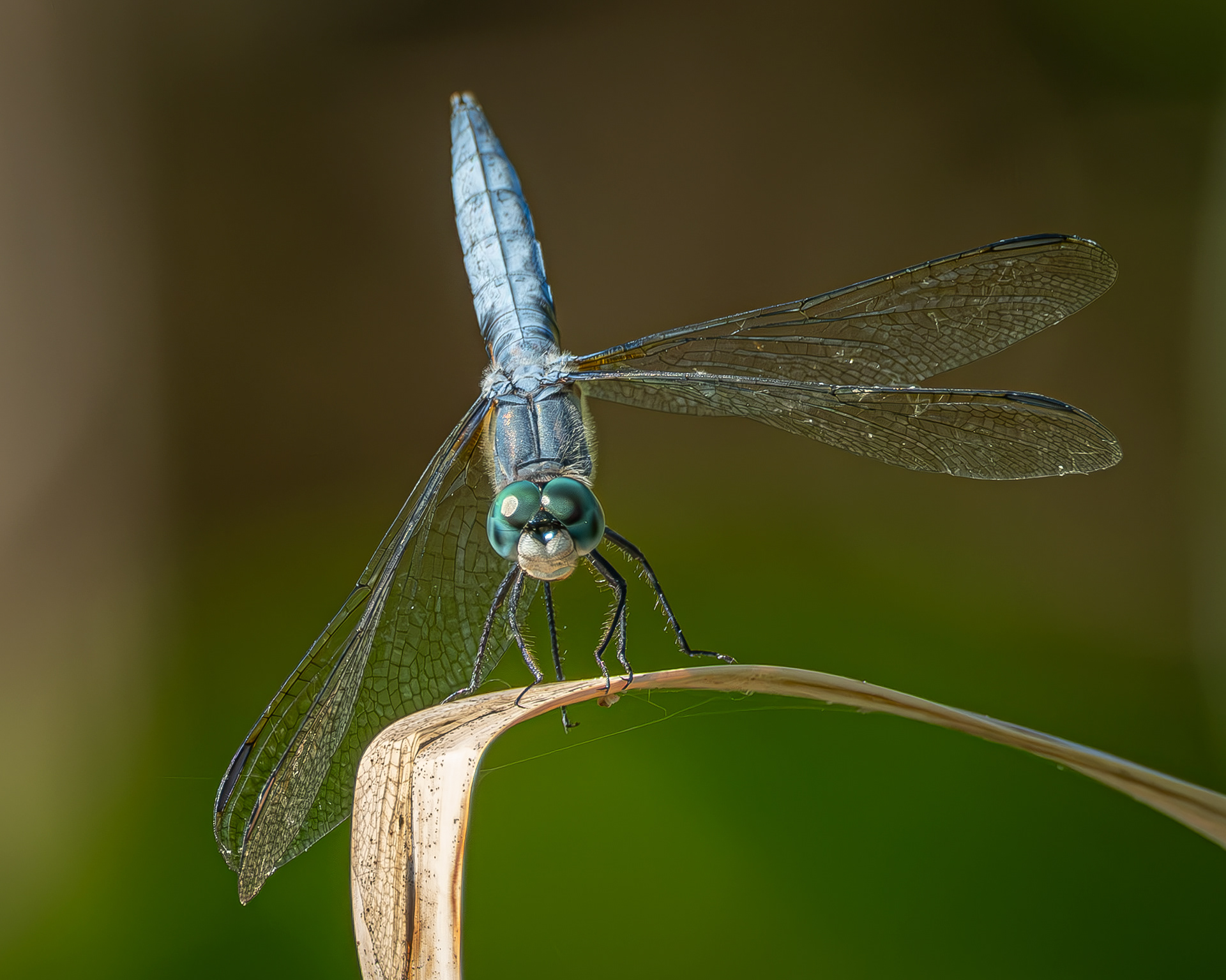 Blue Dasher, Hummel Lake