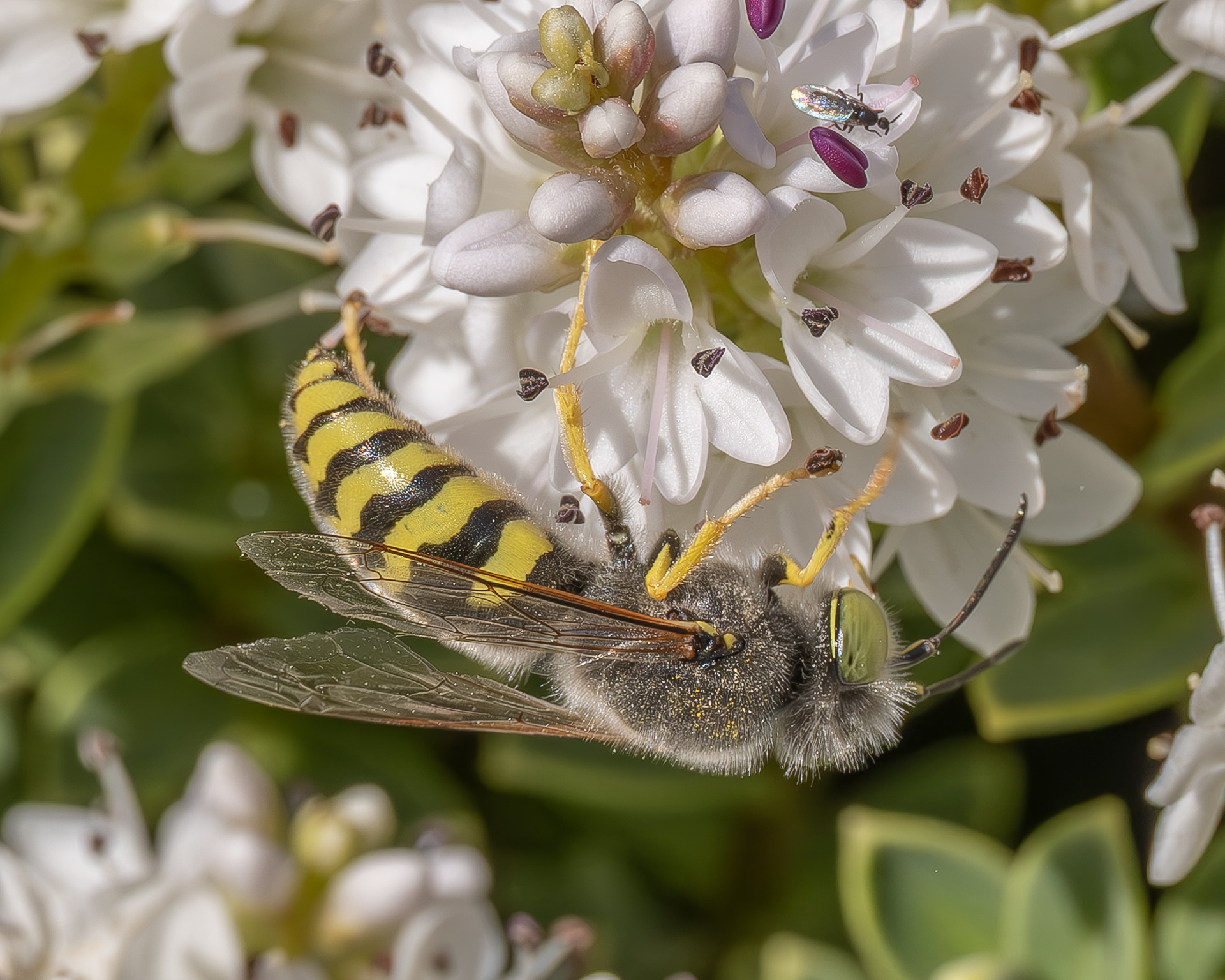 American Sand Wasp (Bembix americana), Kjargaard Road
