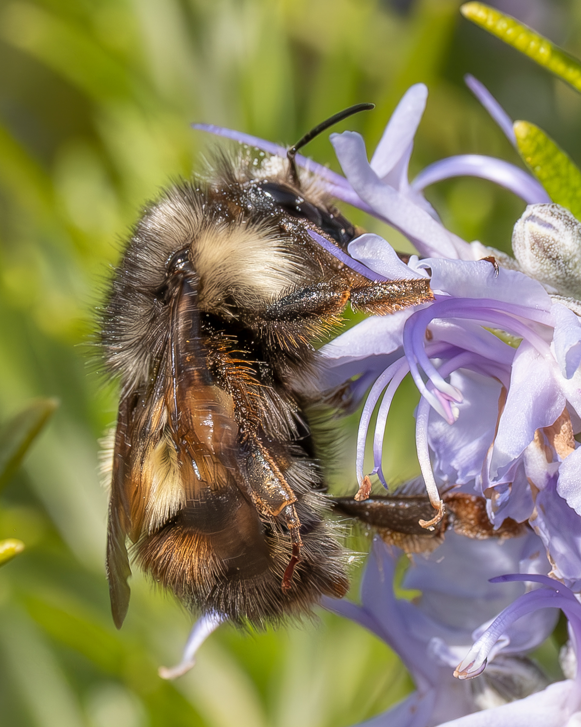 Yellow-fronted Bumble Bee (Bombus flavifrons), Kjargaard Road