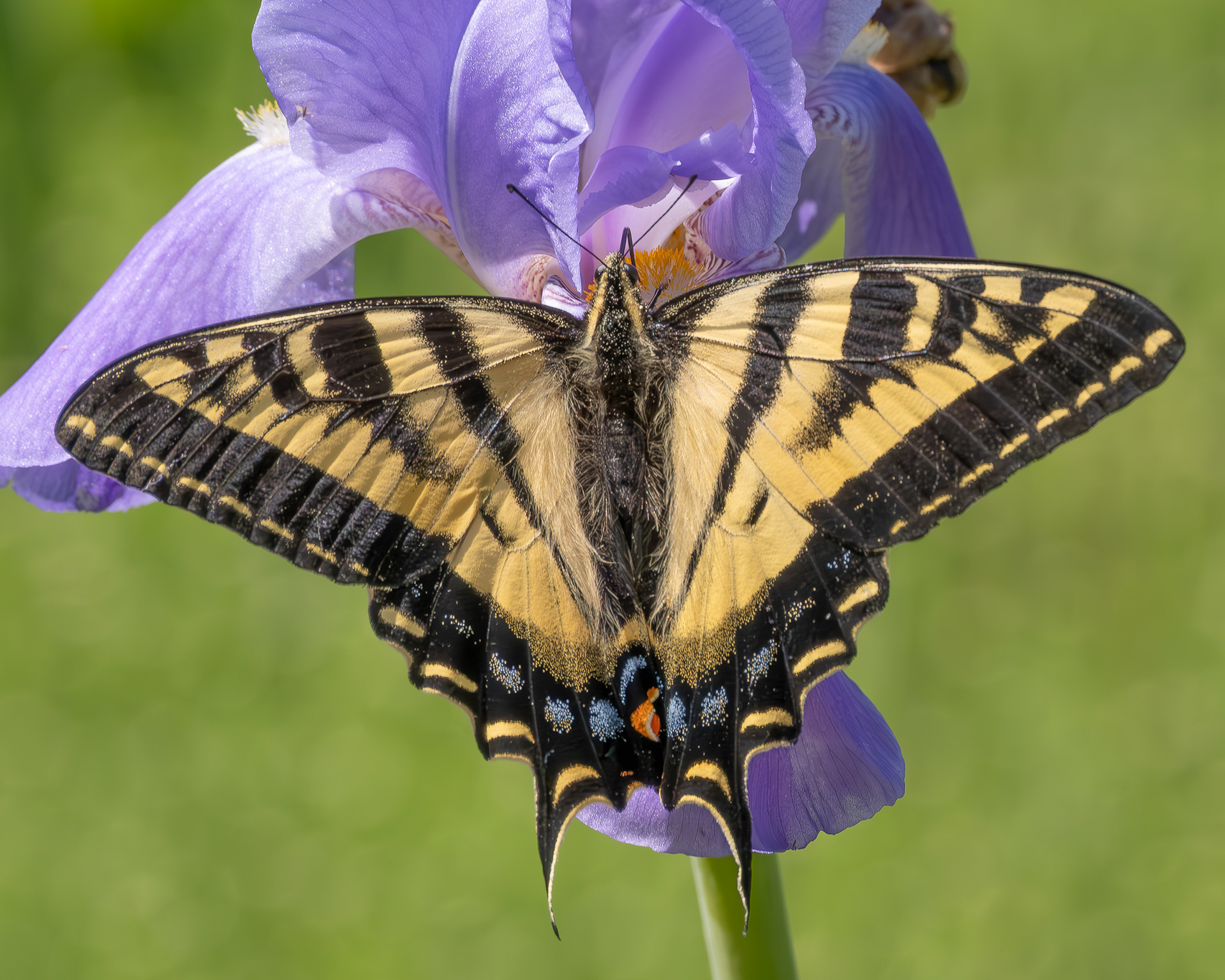 Western Tiger Swallowtail (Papilio rutulus), Kjargaard Road