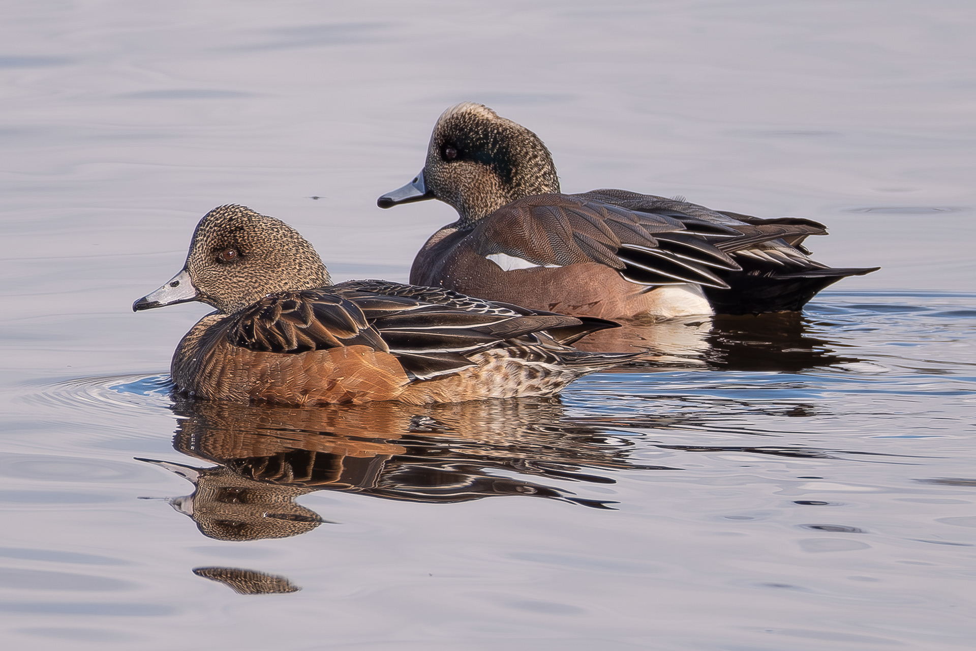 American Wigeon, Port Stanley