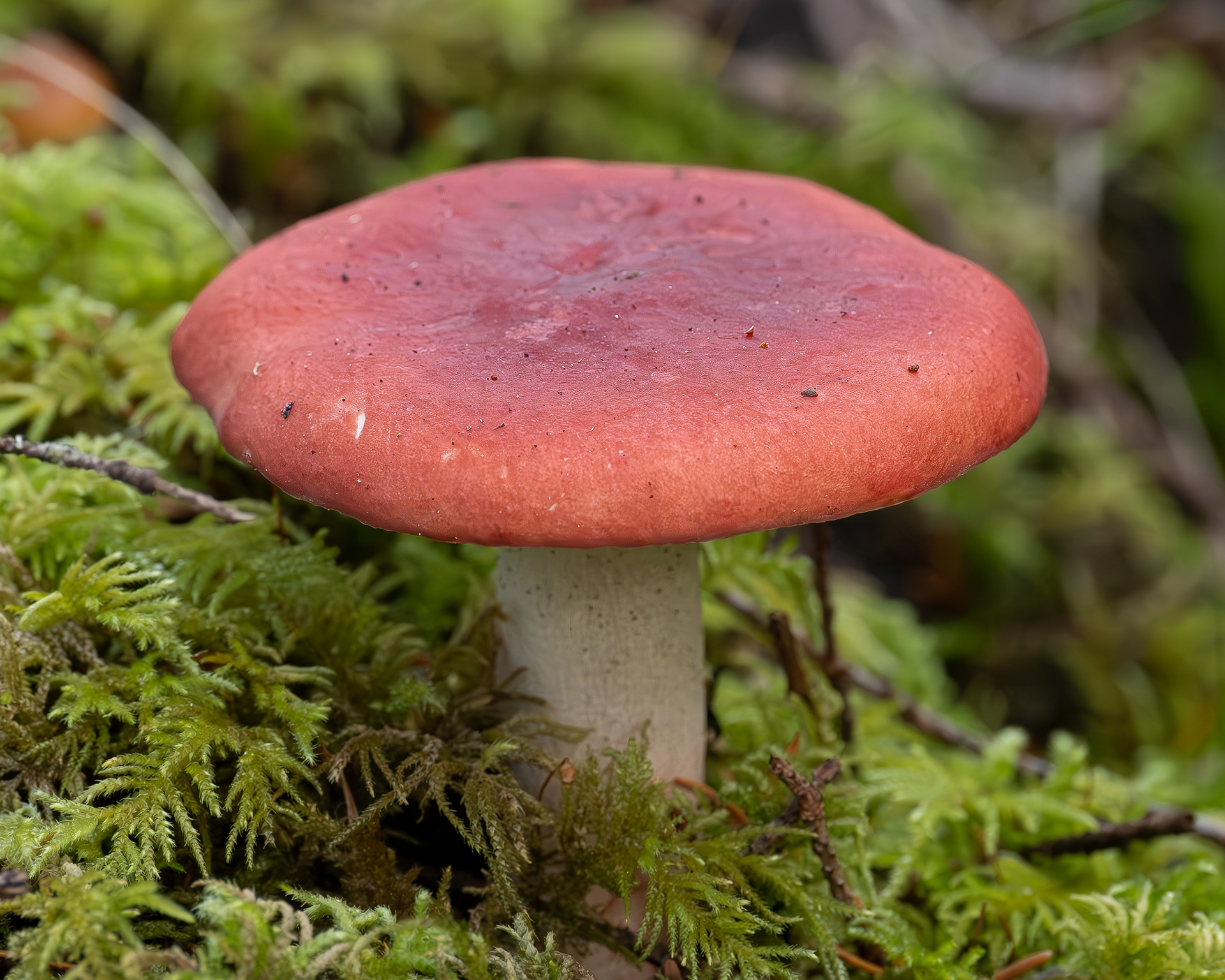 Rosy russula (Russula sanguinea) Lopez Hill