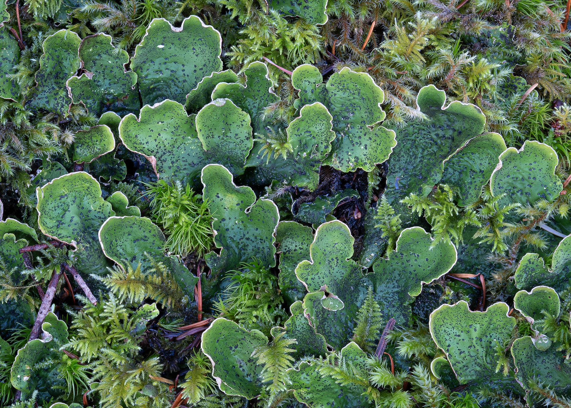 Flaky Freckle pelt (Peltigera britanica), Watmough