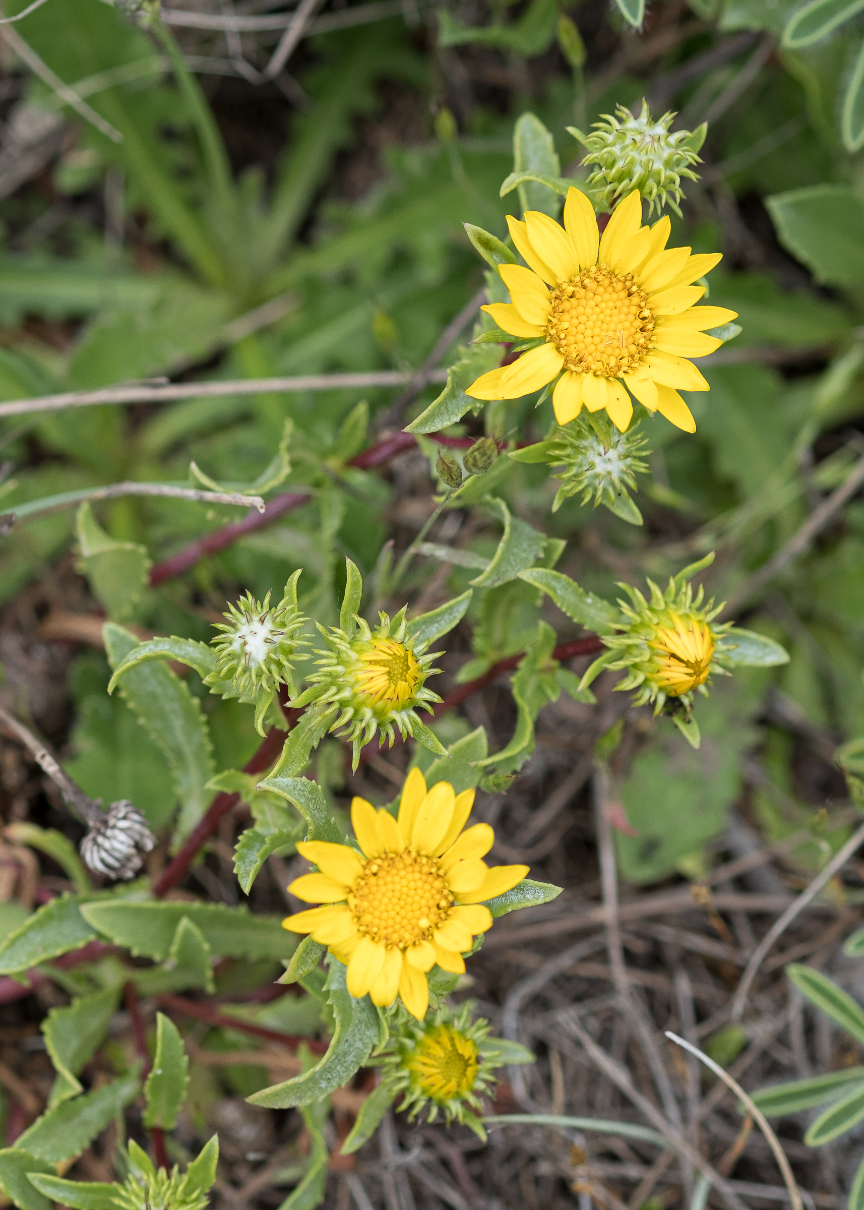 Entire-leaved Gumweed (Grindelia integrifolia), Iceberg Point