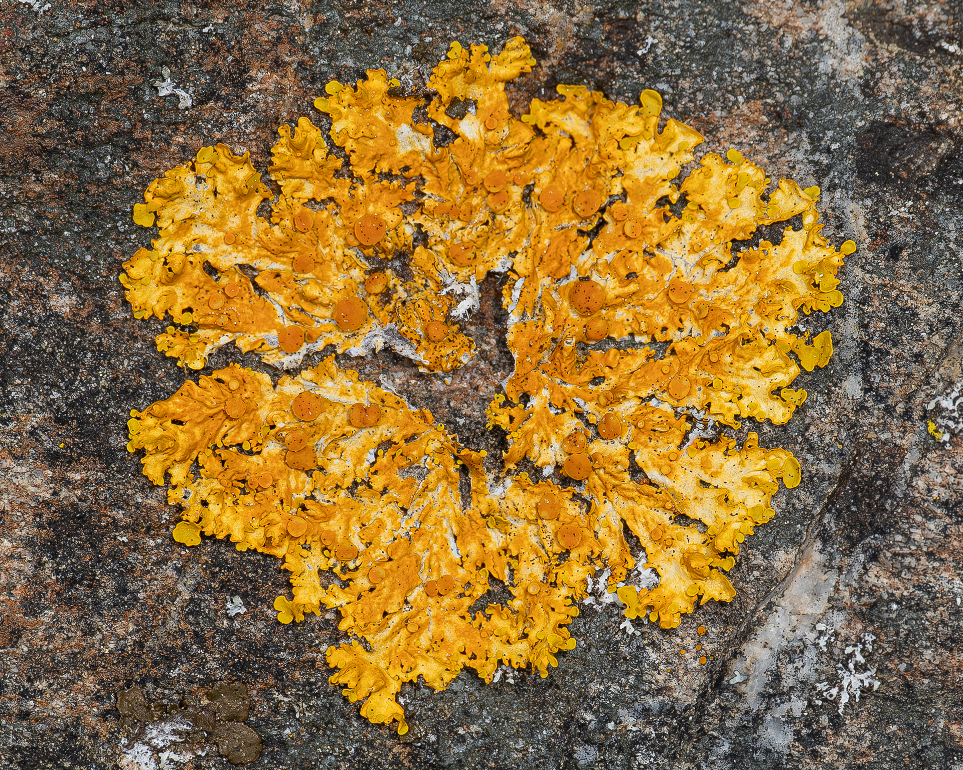 Sunburst Lichen (Xanthoria), Richardson