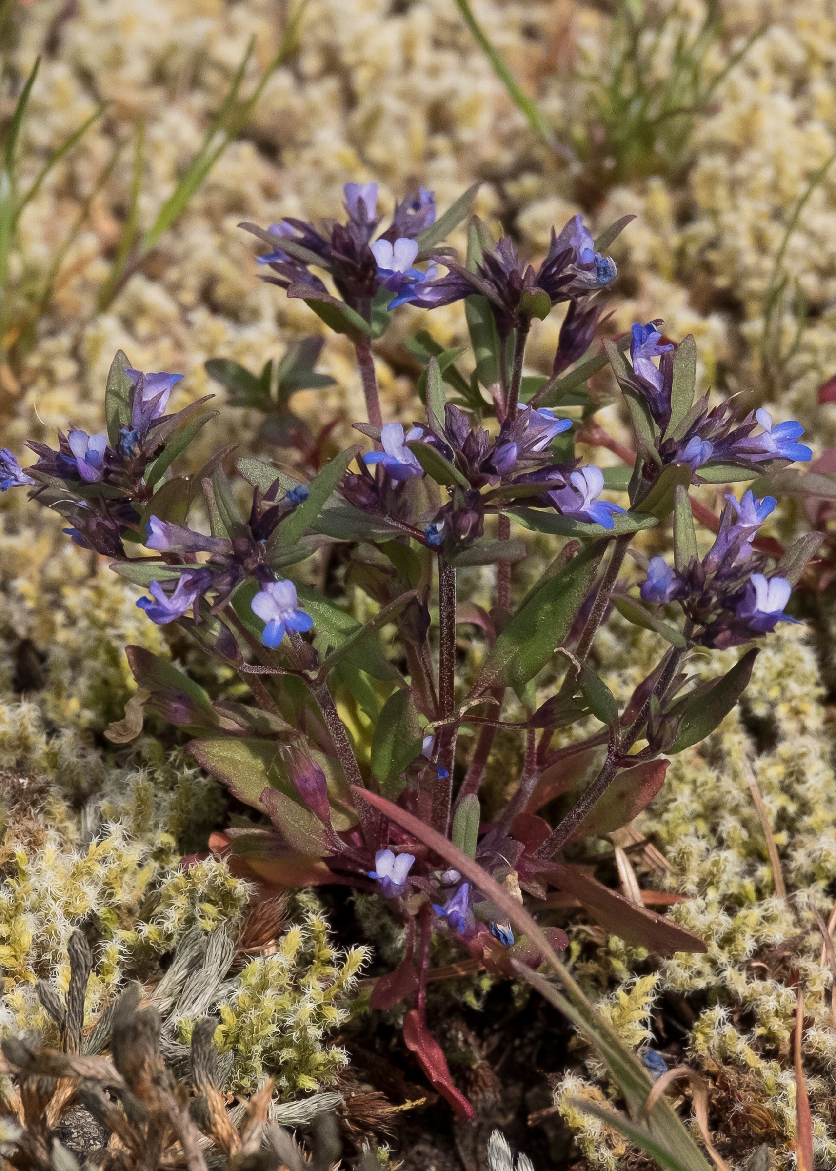 Small-flowered blue-eyed Mary (Collinsia parviflora), Chadwick Hill
