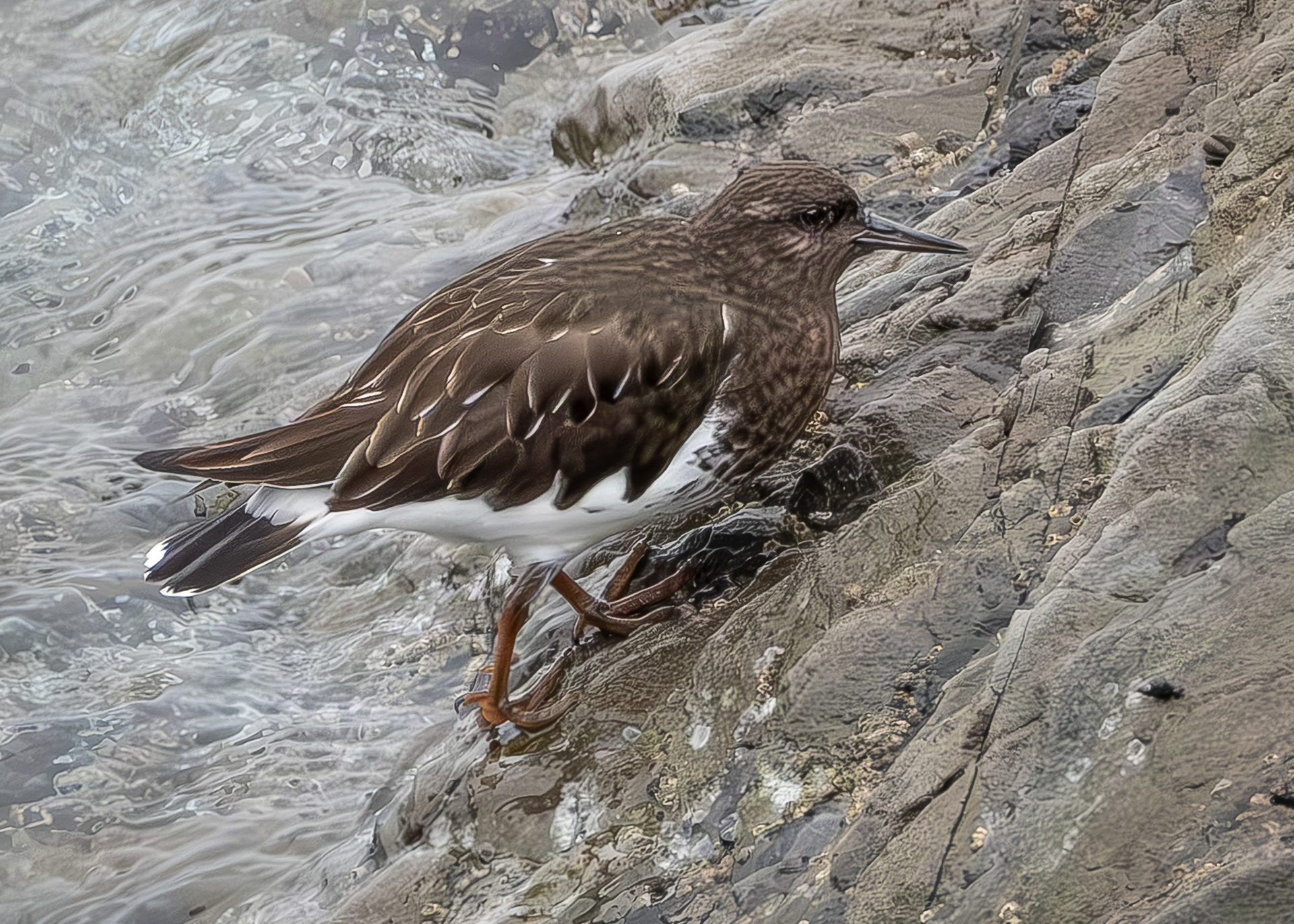 Black Turnstone, Iceberg Point
