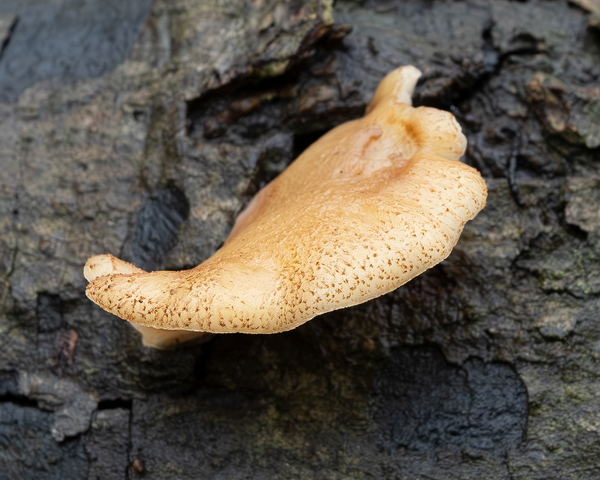Peeling oysterling (Crepidotus mollis), Spencer Spit Preserve