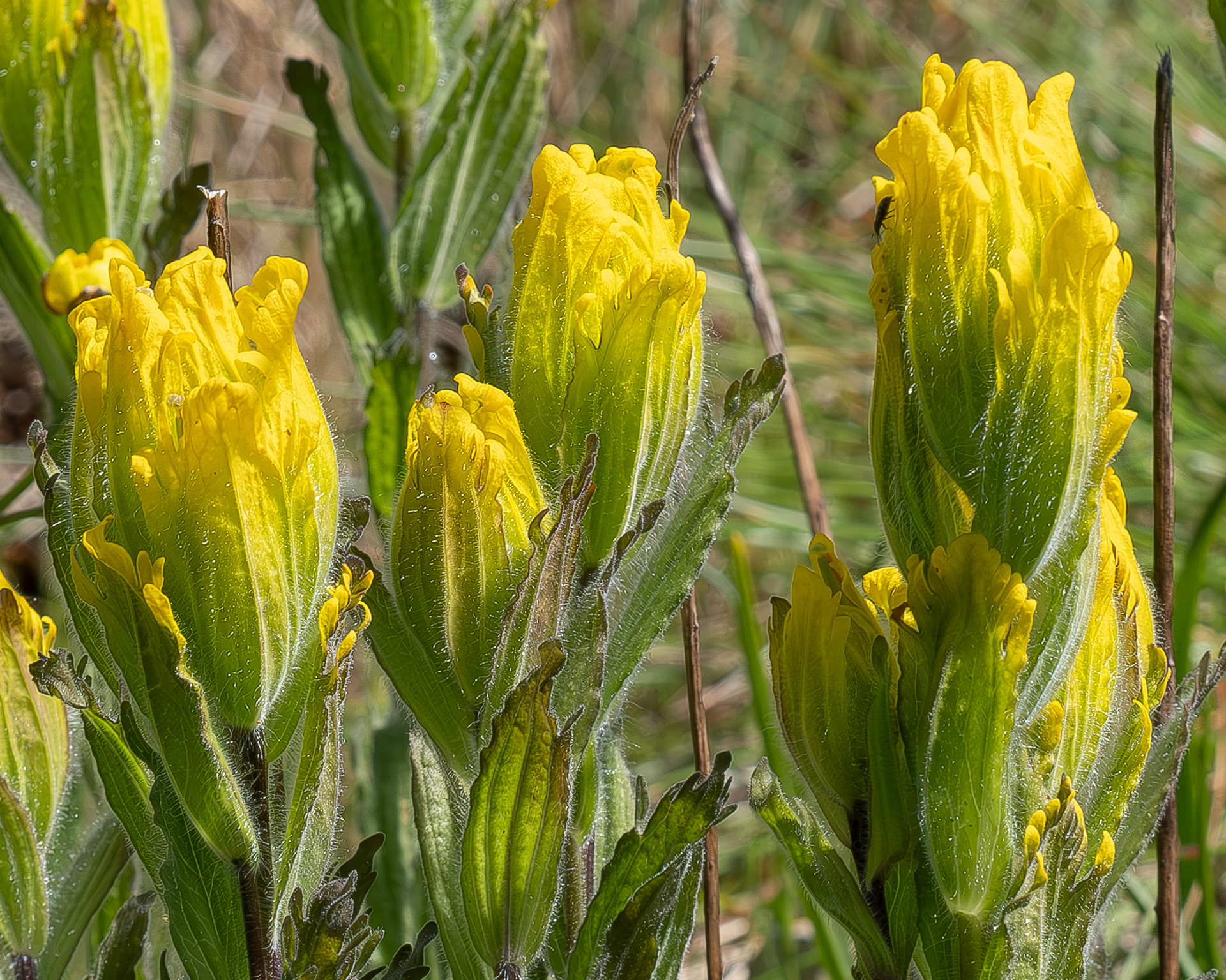 Golden paintbrush (Castilleja levisecta), Richardson