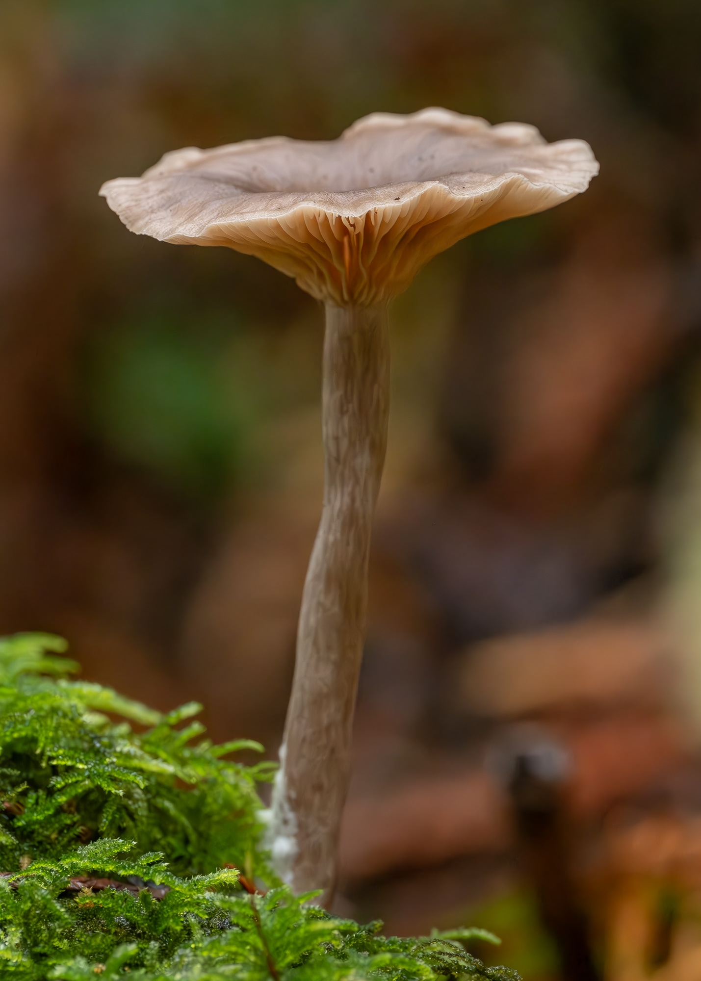 Goblet (pseudoclitocybe cyathiformis), Hummel Lake Preserve