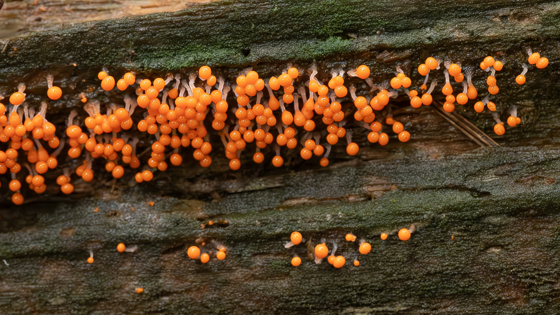 Badhamia utriculais, Slime mold, Hummel Lake Preserve