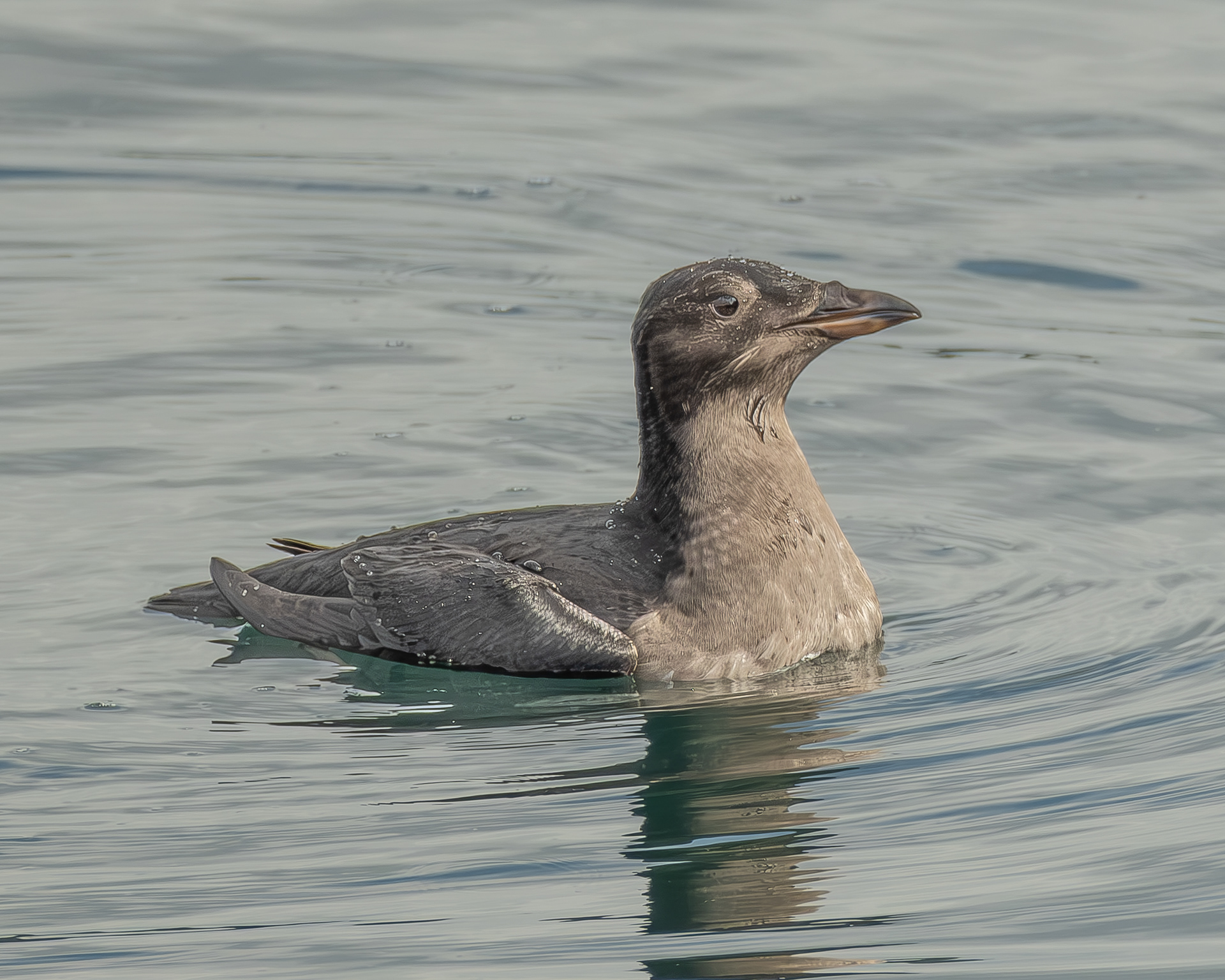 Rhinocerous Auklet, Iceberg Point