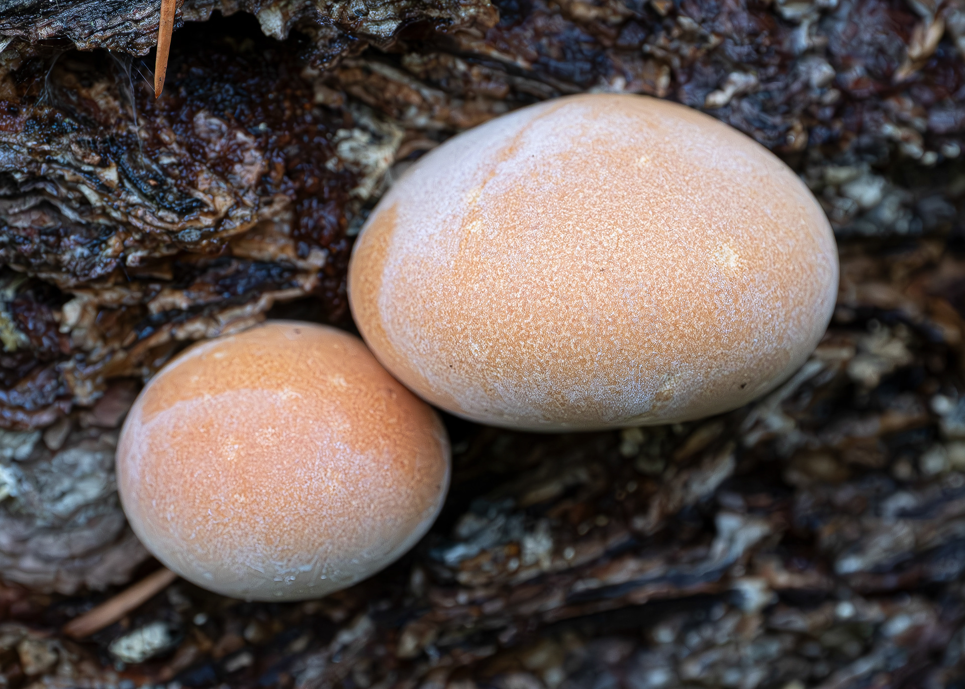 Veiled Polypore (Cryptoporus volvatus), Point Colville