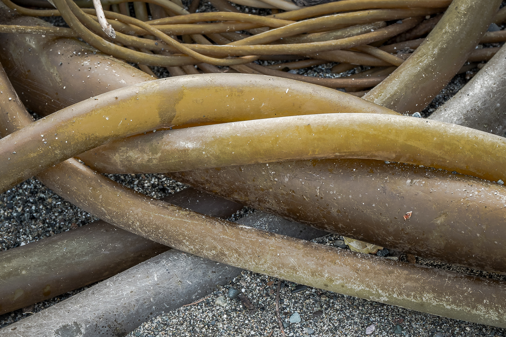 Bull Kelp, Watmough Bay