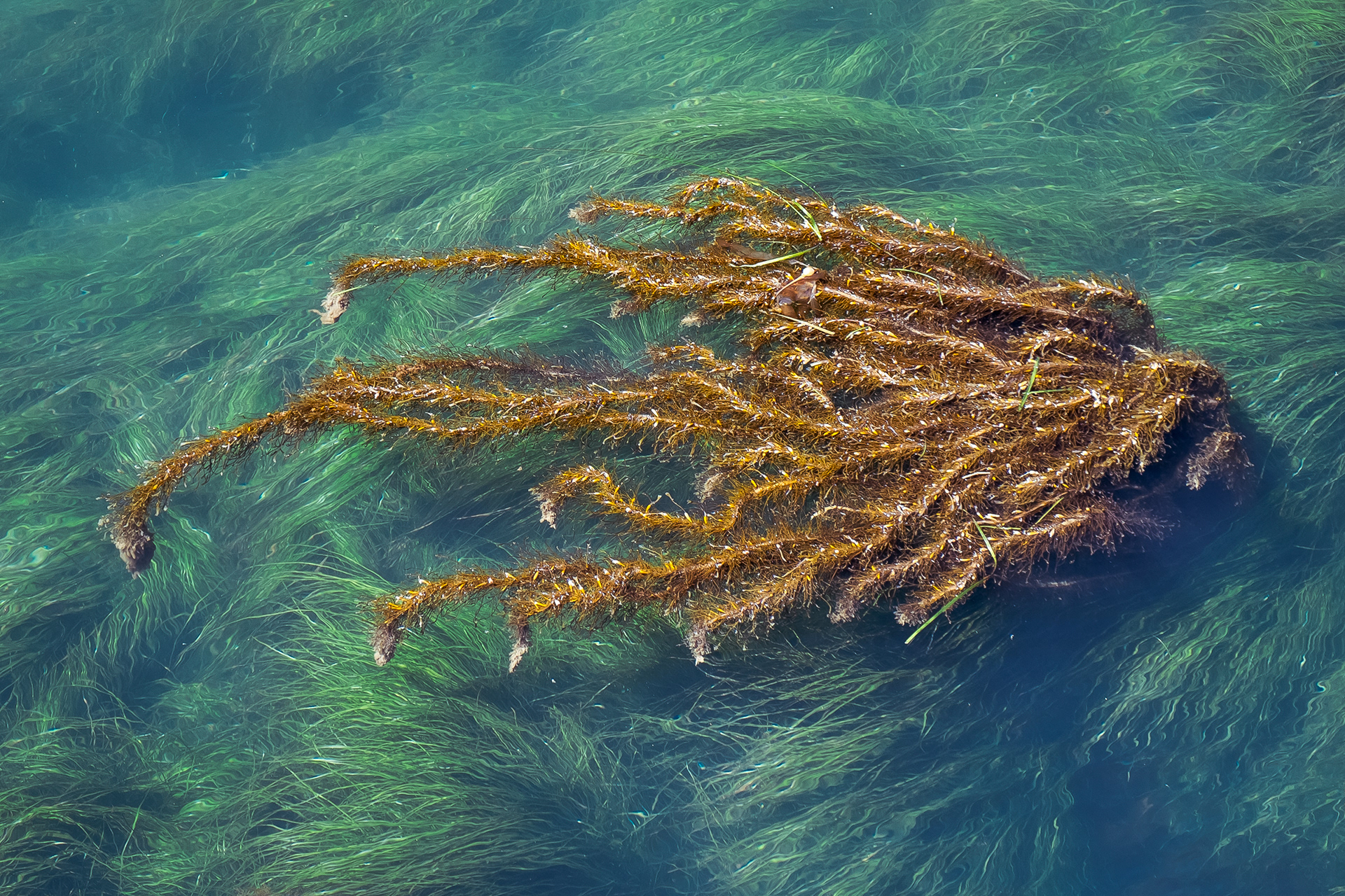 Japanese wireweed, Iceberg Point