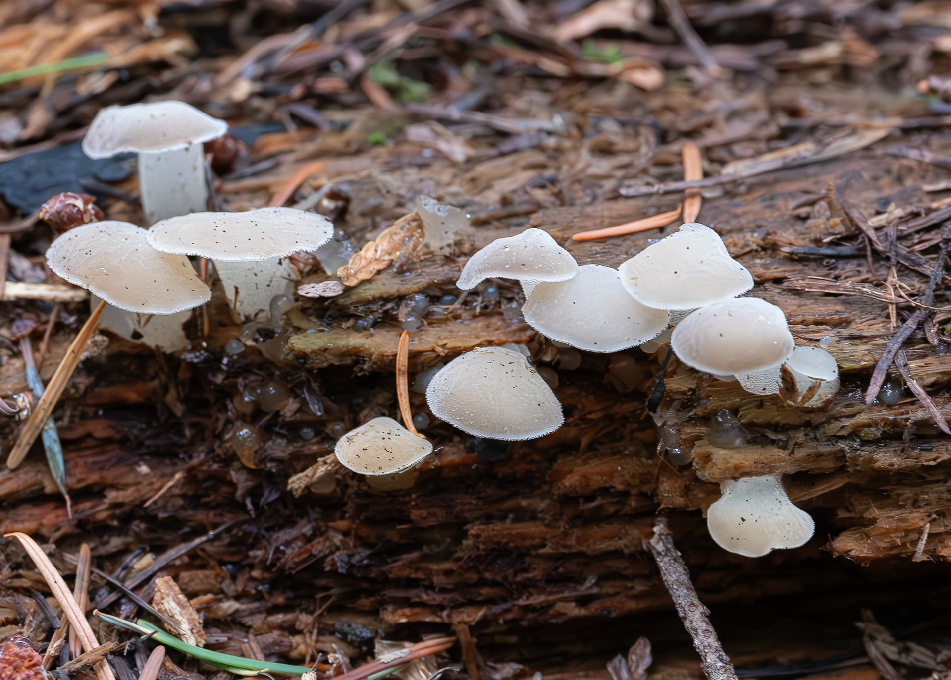 Toothed jelly fungus (Pseudohydnum gelatinosum), Hummel Lake Preserve