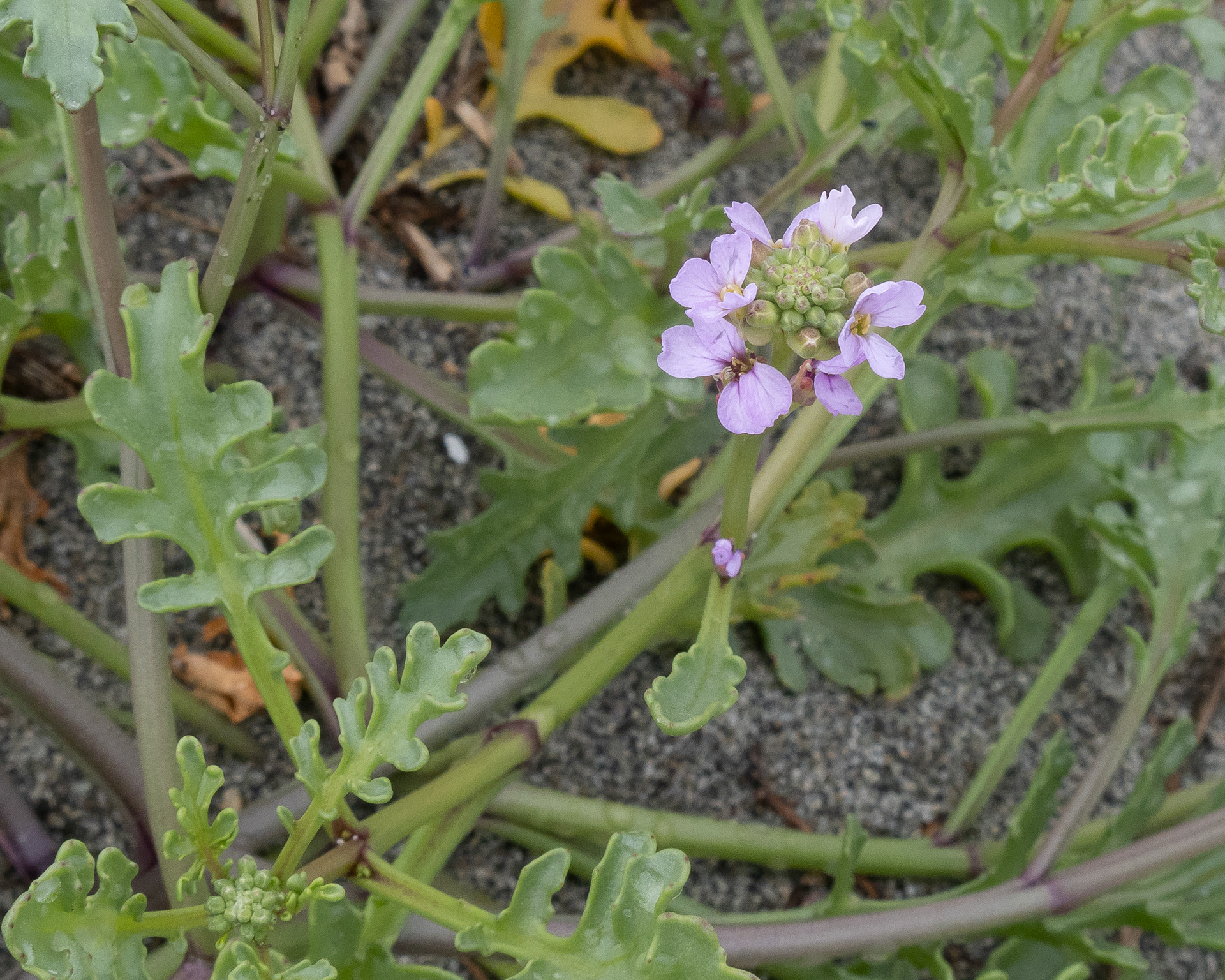 Sea rocket (Cakile edentula), Spencer Spit