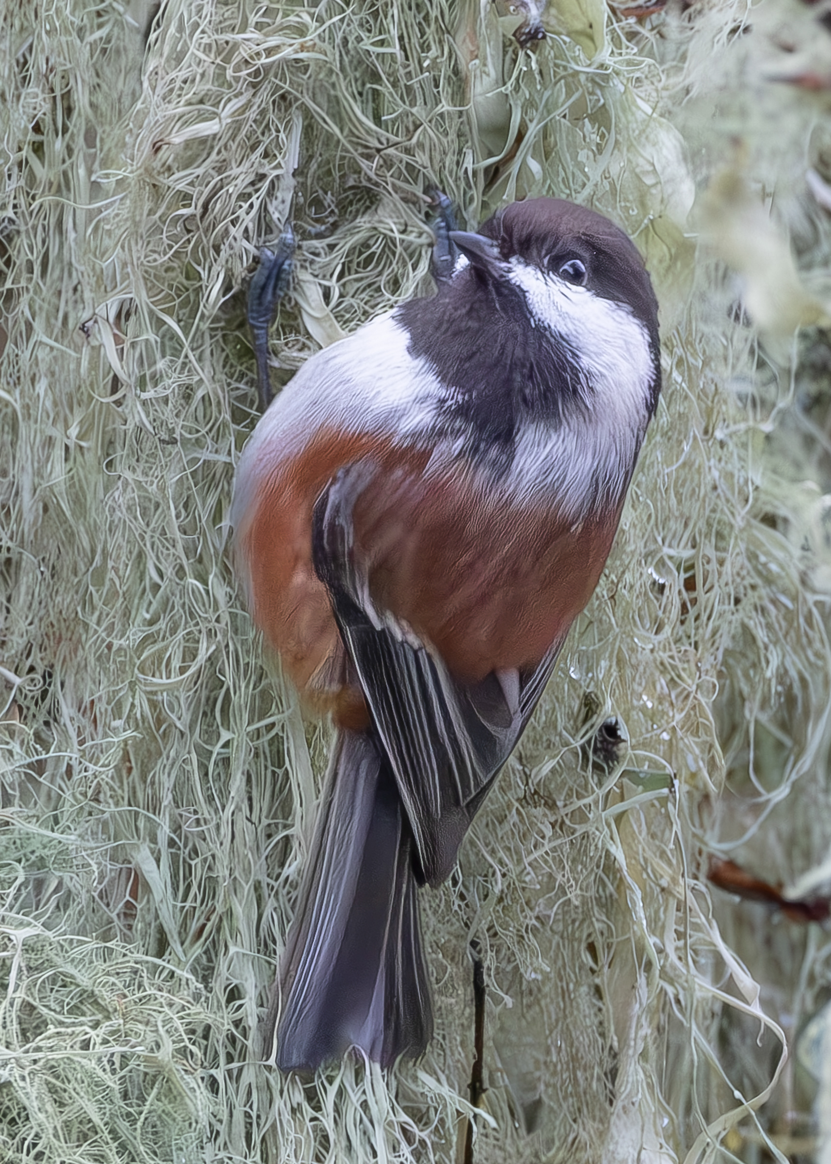 Chestnut-backed Chickadee, Richardson