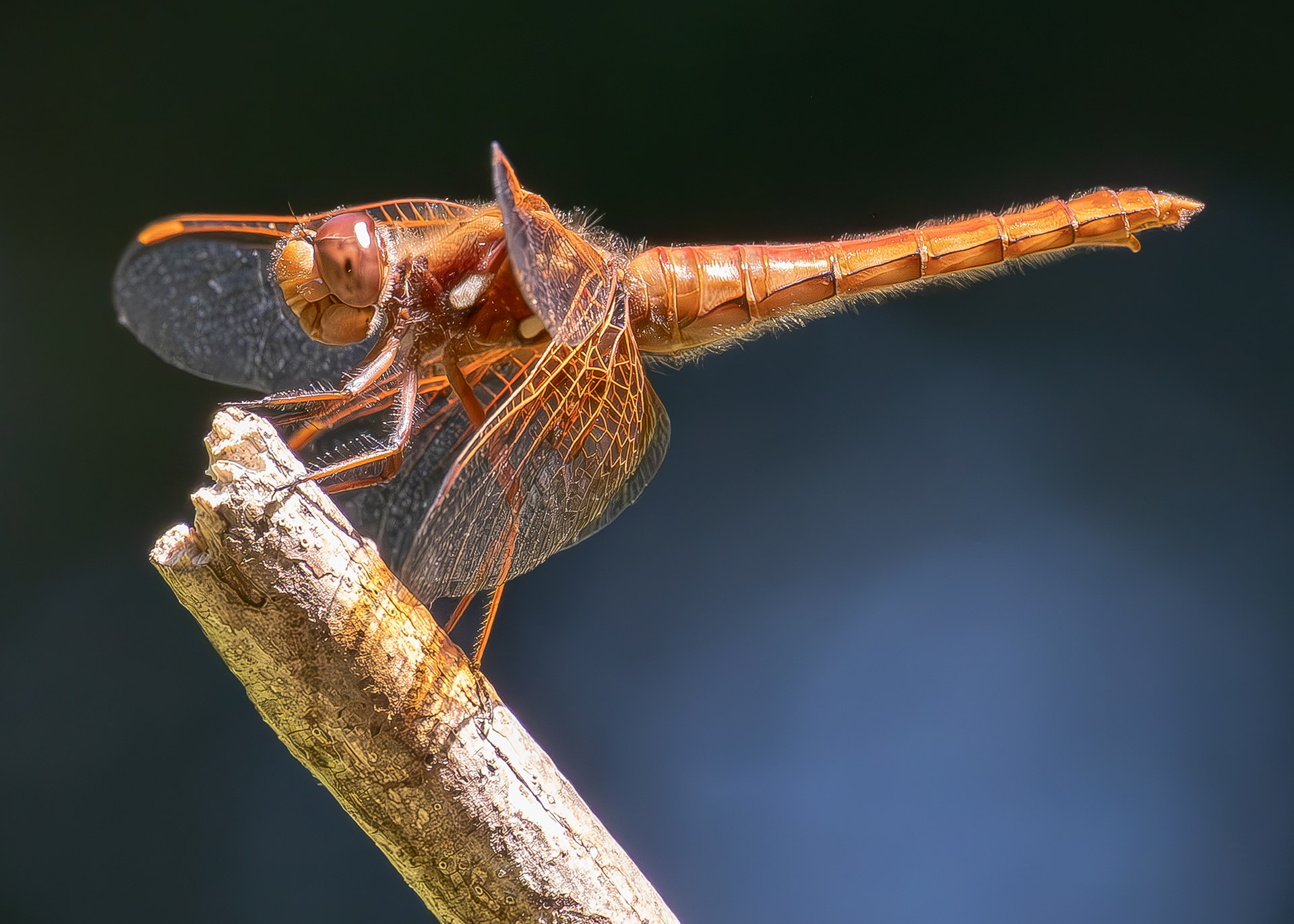 Cardinal Meadowhall (Sympetrum illotum), Lopez Hill