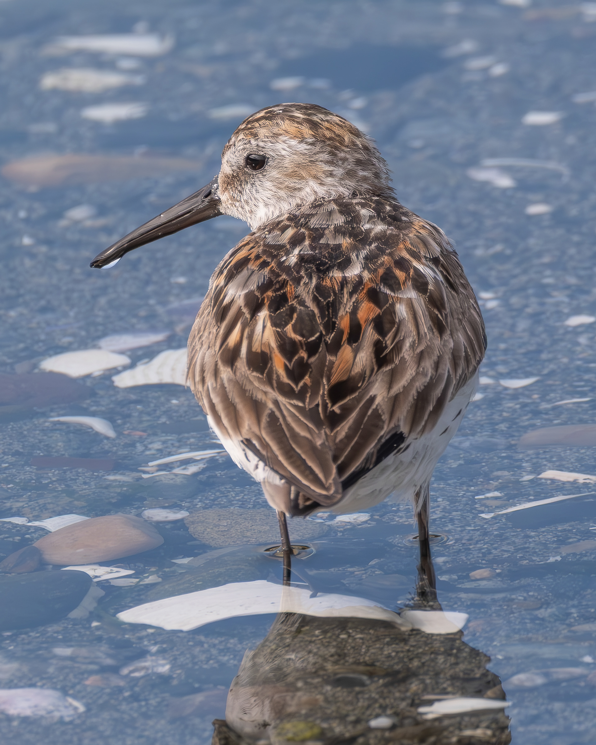 Western Sandpiper, Spencer Spit