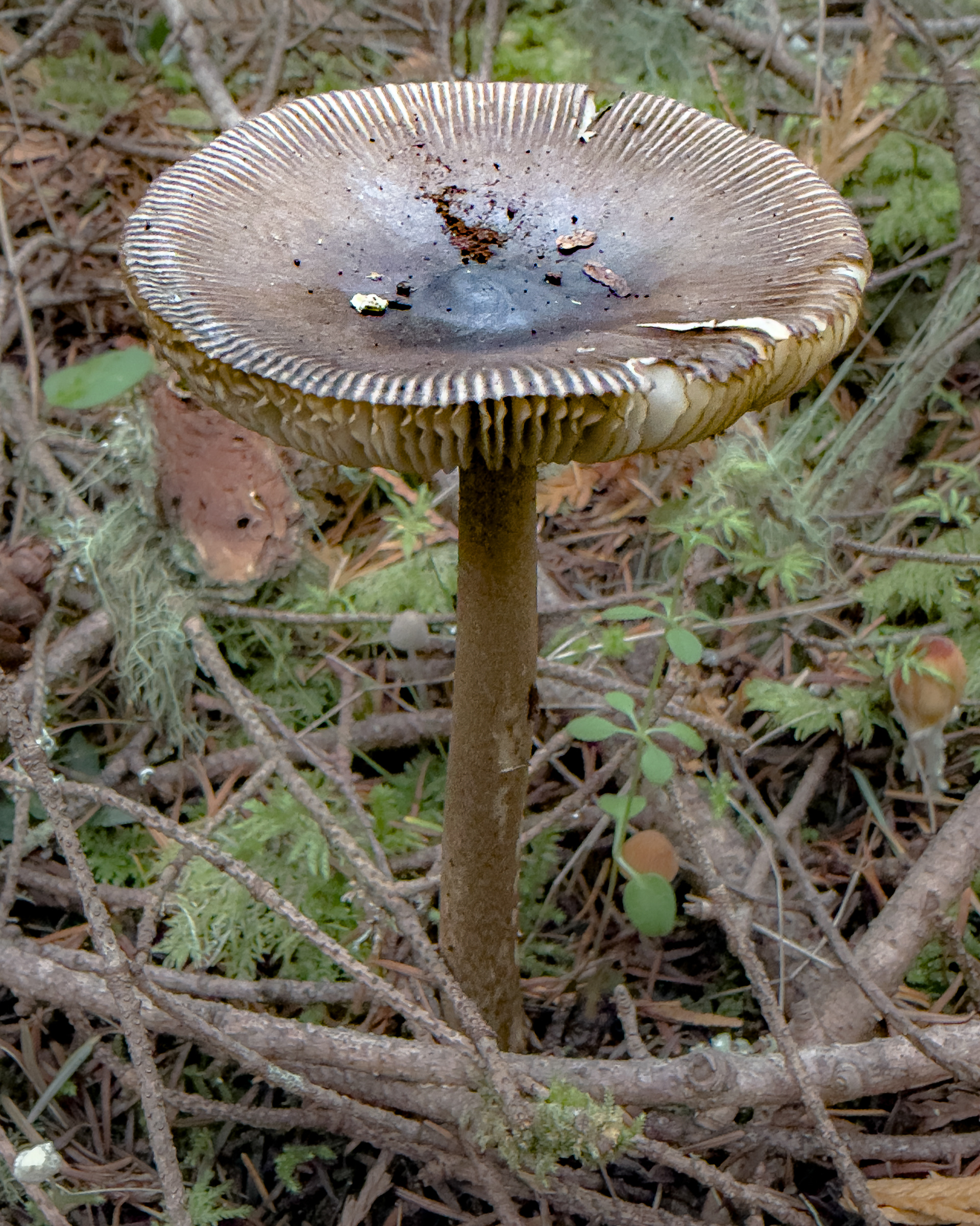 Western Grisette (Amanita pachycolea),  Point Colville
