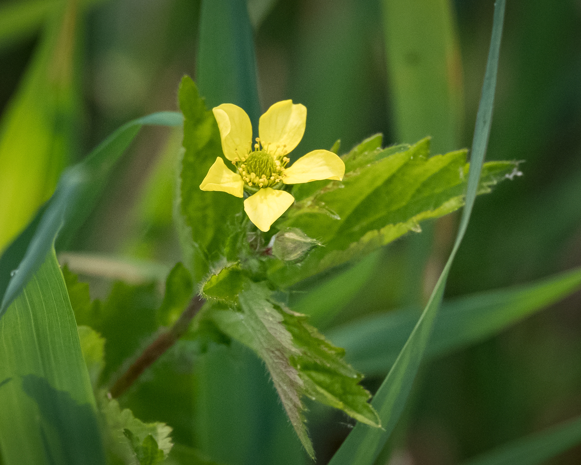 Large-leaved avens (Geum macrophyllum), Richardson