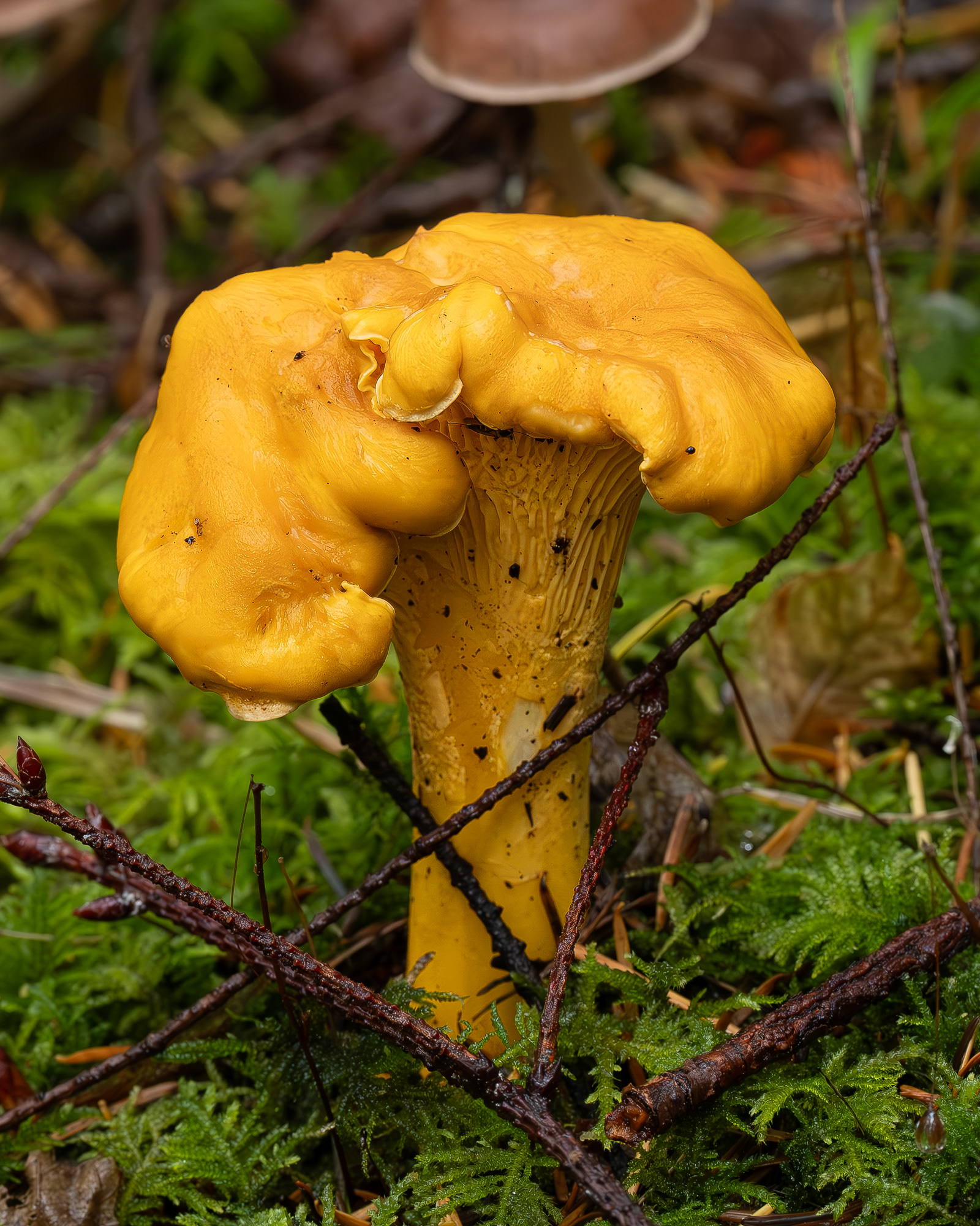 Pacific golden chanterelle (Cantharellus formosus), Hummel Lake Preserve
