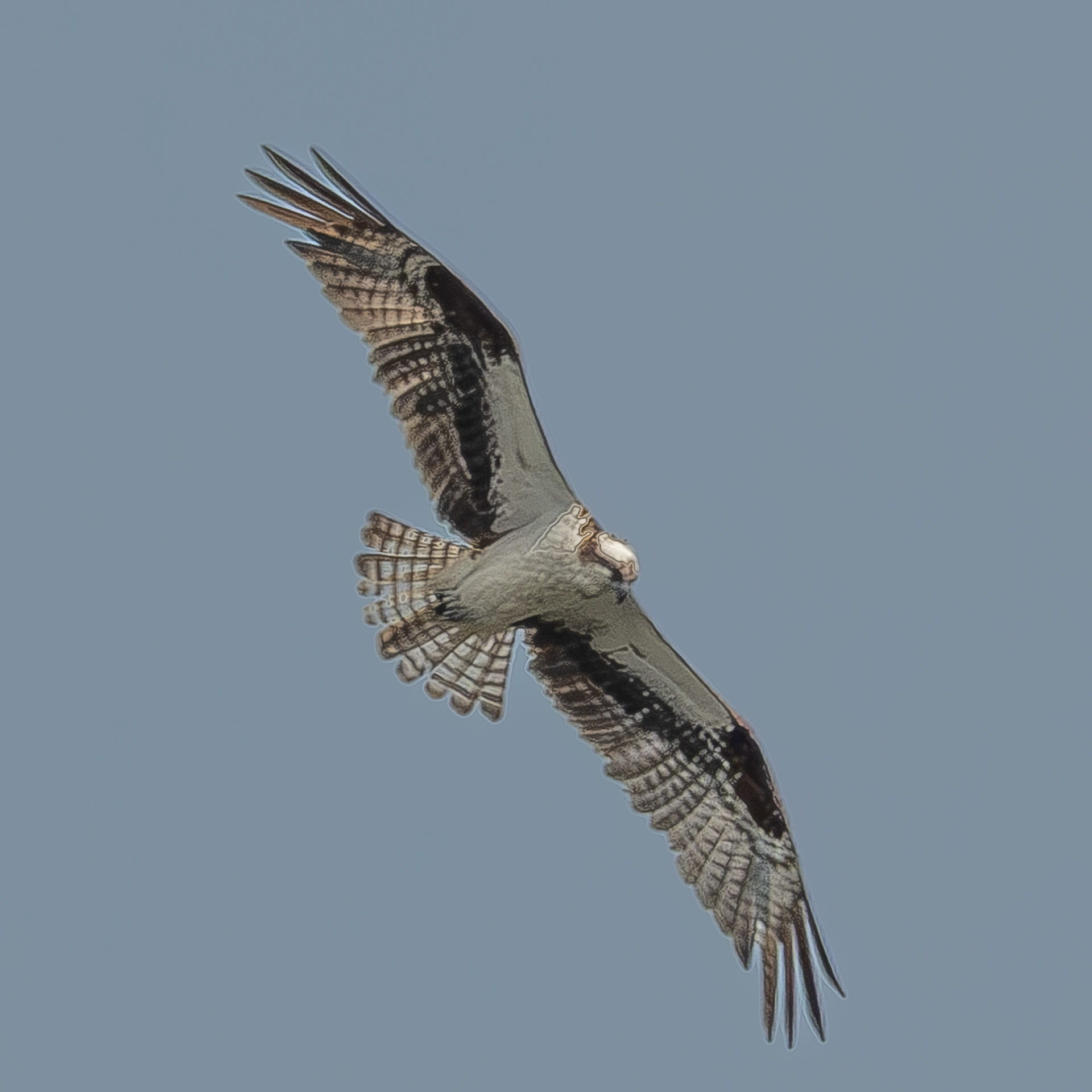 Osprey, Hummel Lake