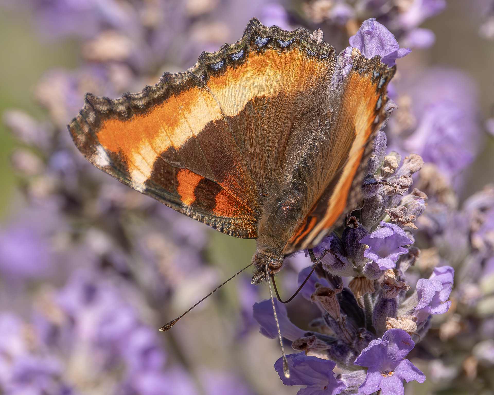 Milbert's Tortoiseshell (Aglais milberti), Kjargaard Road