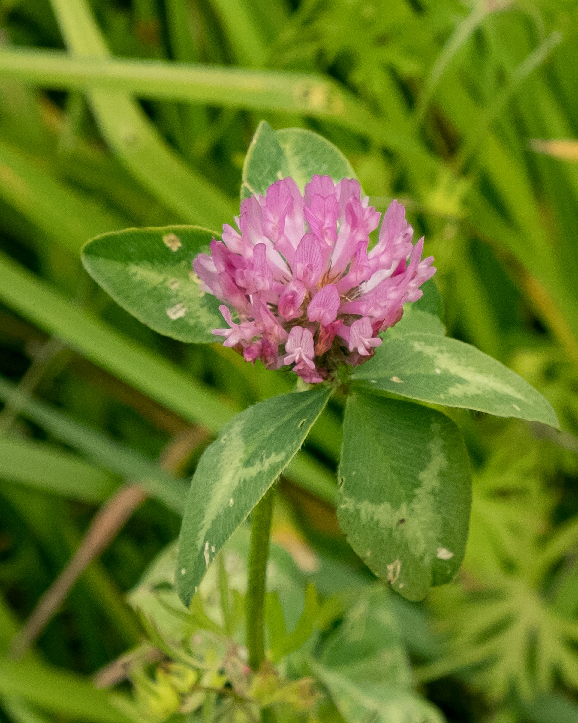 Red clover (Trifolium pratense), Davis Bay Road