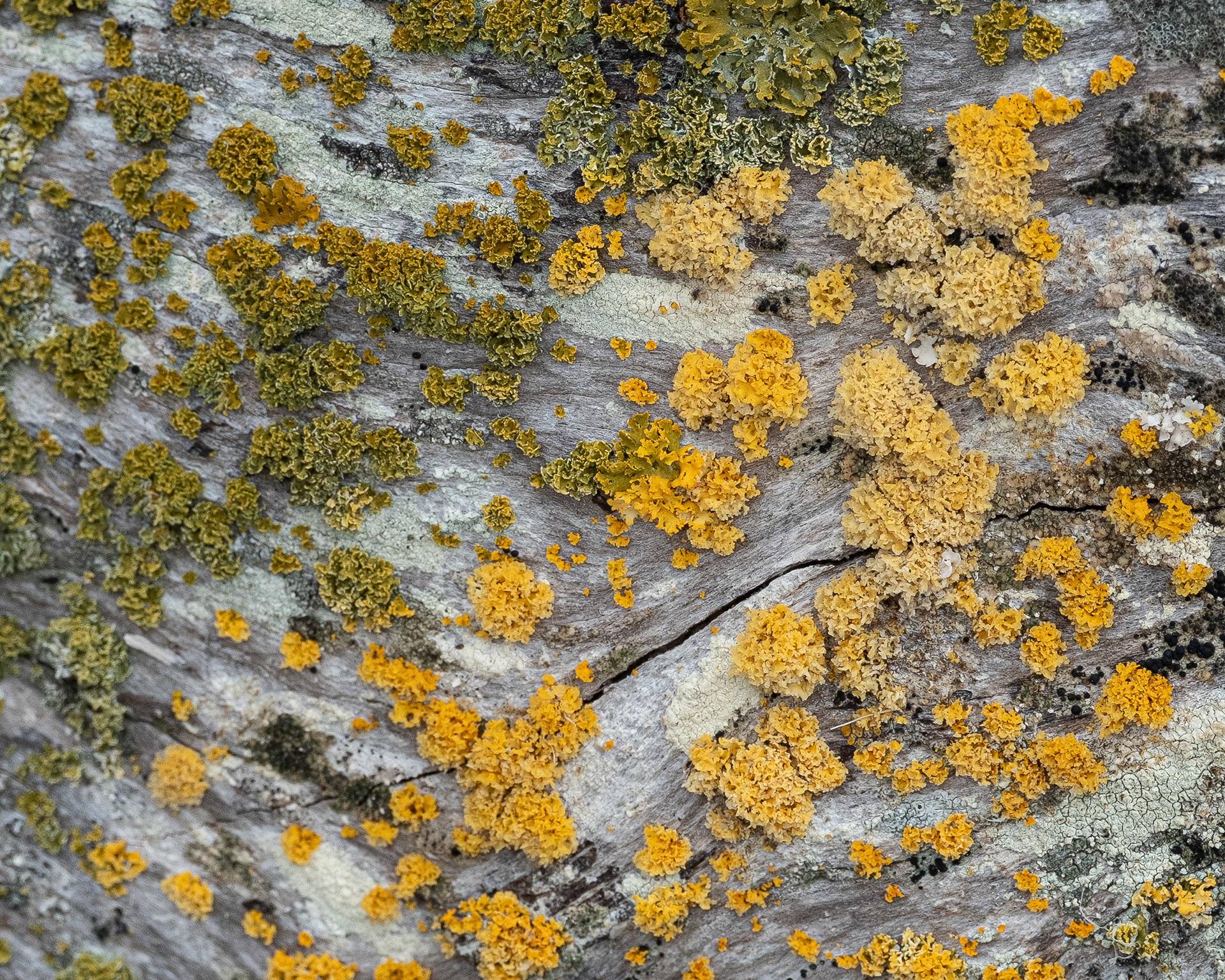 Shrubby Sunburst Lichen (Xanthoria candelaria), Fisherman Bay Spit