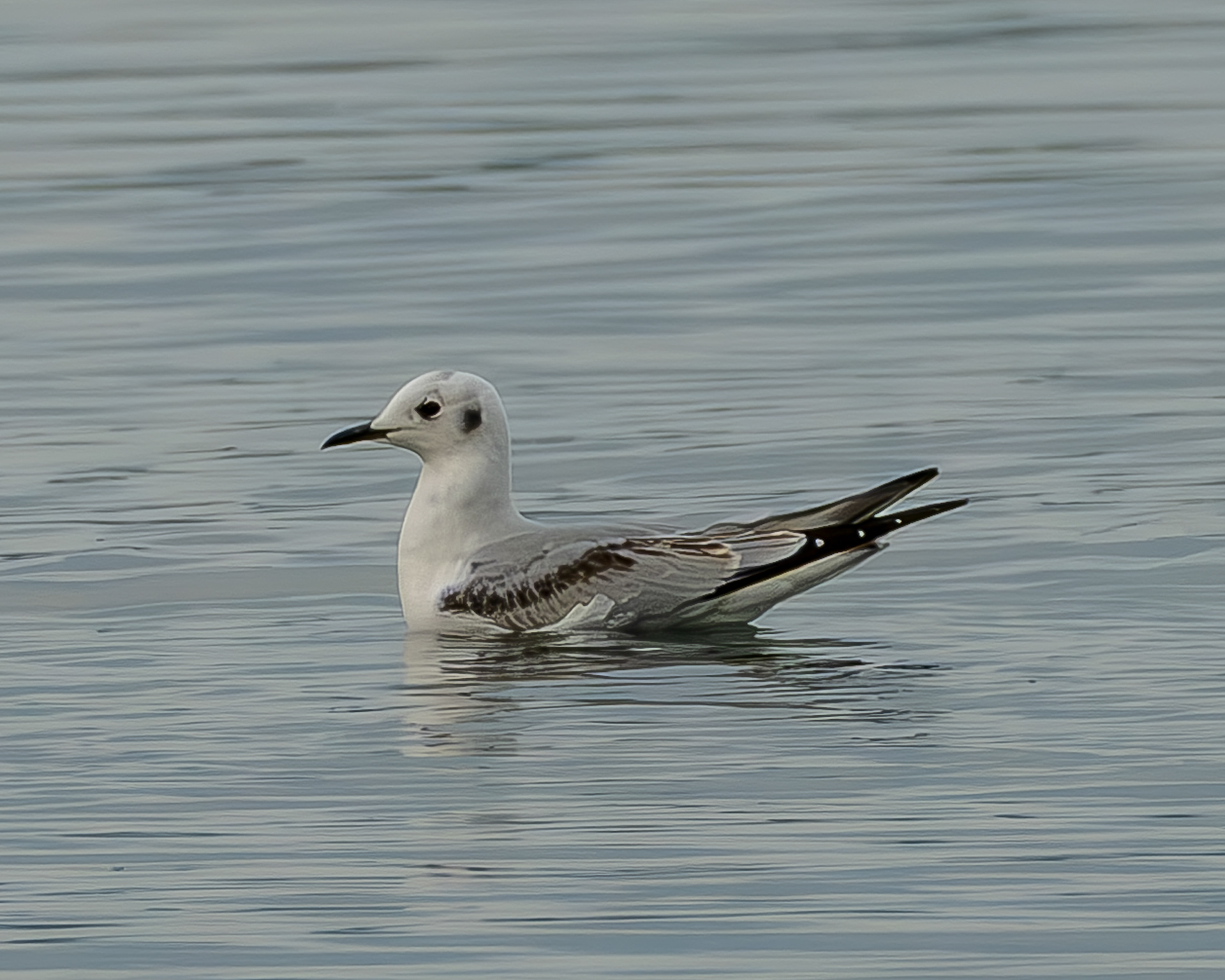 Bonaparte's Gull, Otis Perkins Park