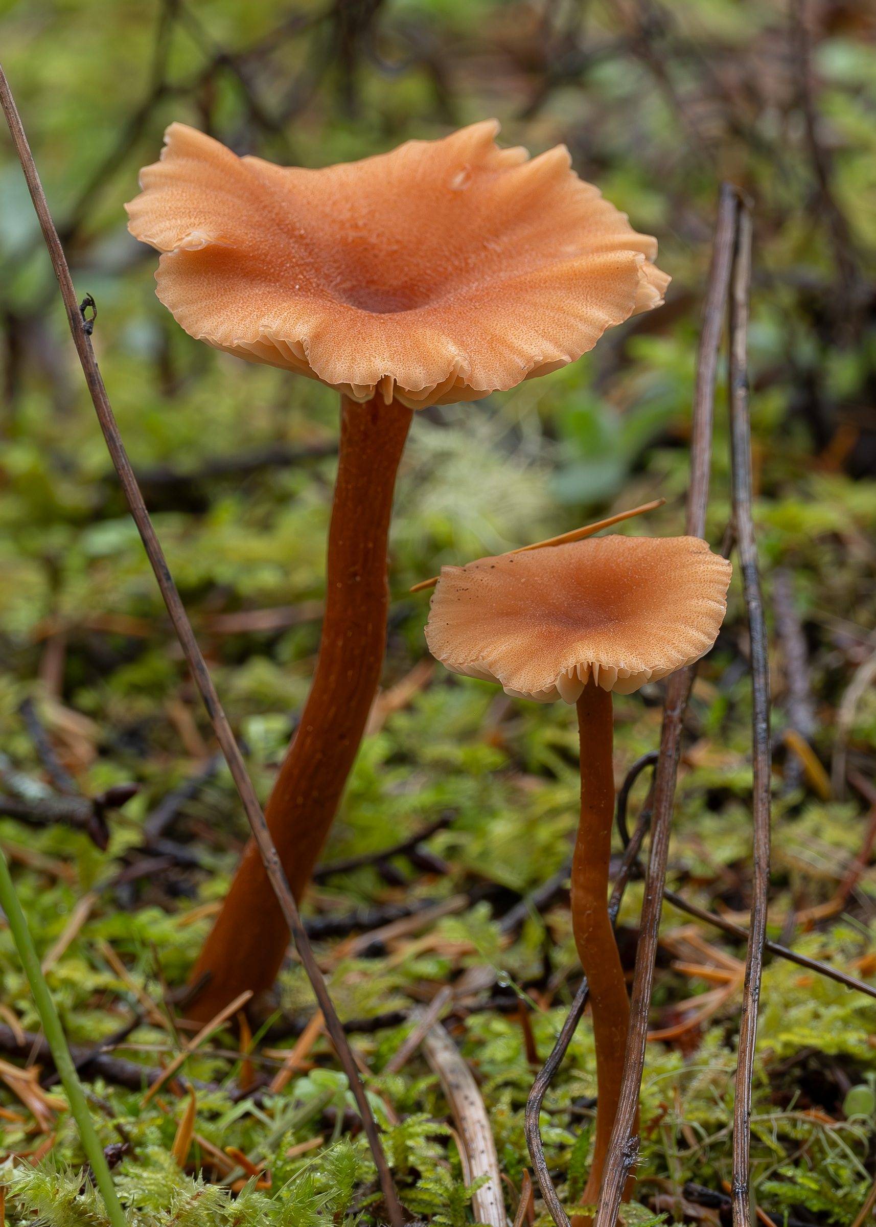 Common laccaria (Laccaria laccata), Lopez Hill