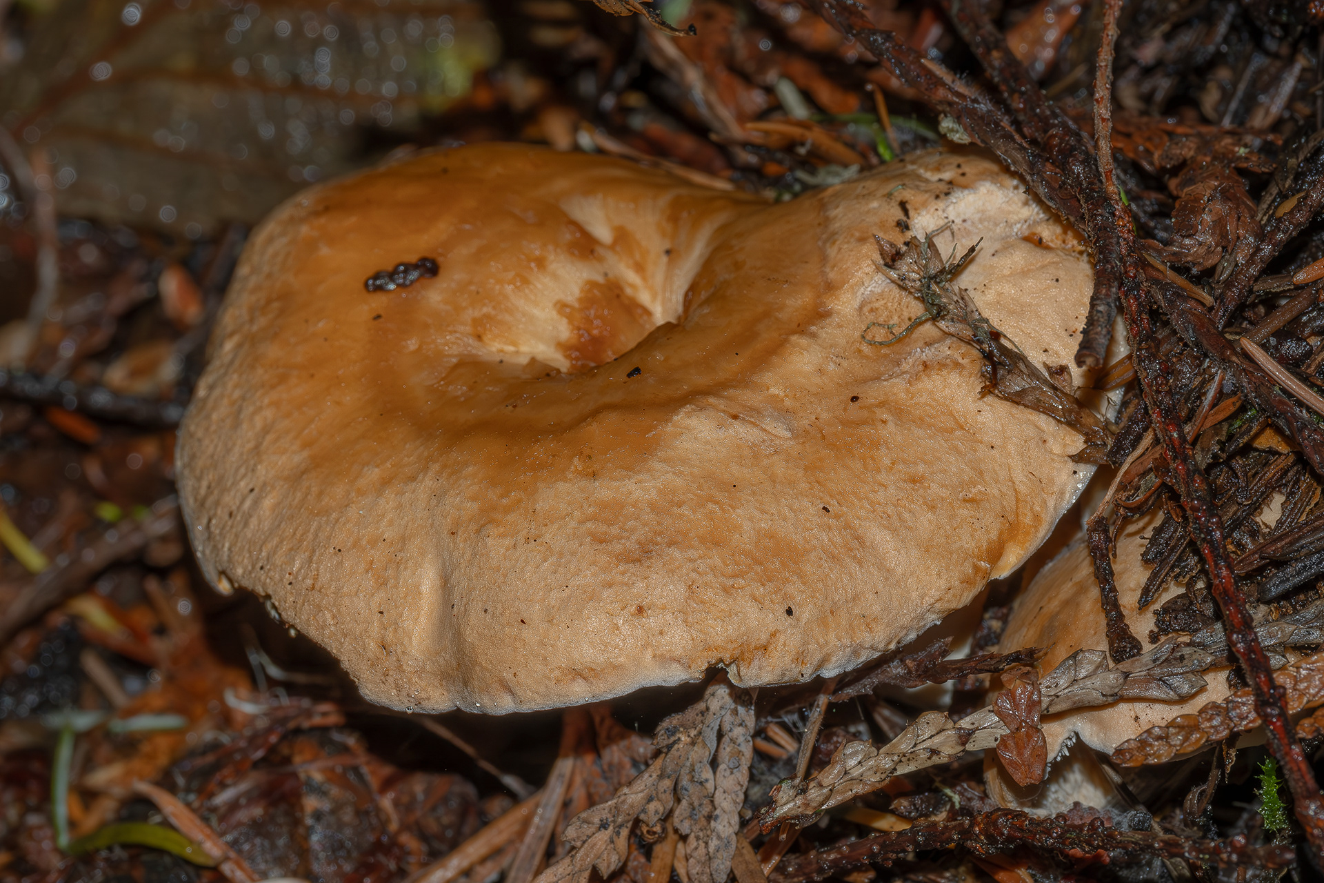 Depressed hedgehog (Hydnum umbilicatum), Hummel Lake Preserve