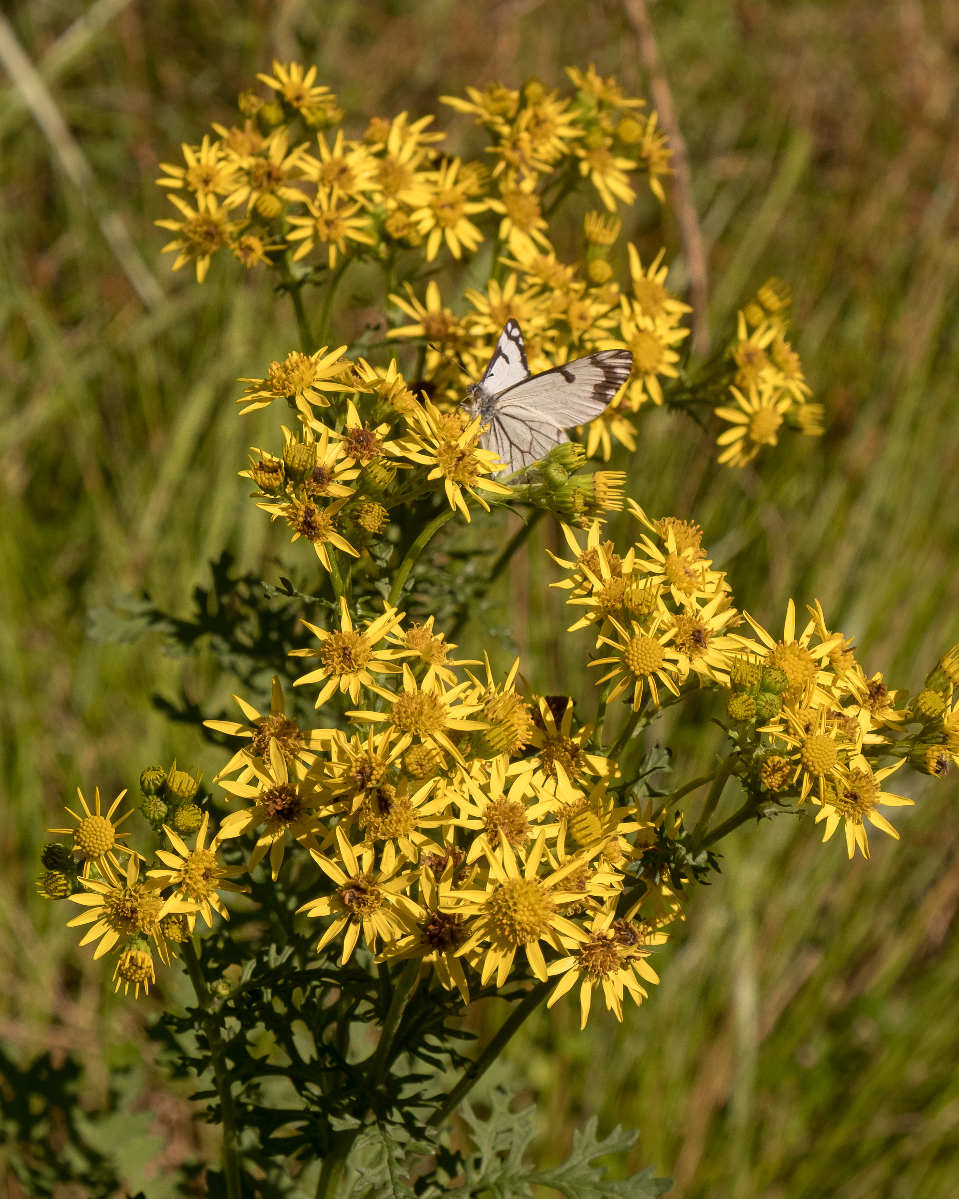 Tansy ragwort (Senecio jacobaea), Lopez Hill - Noxious Class B