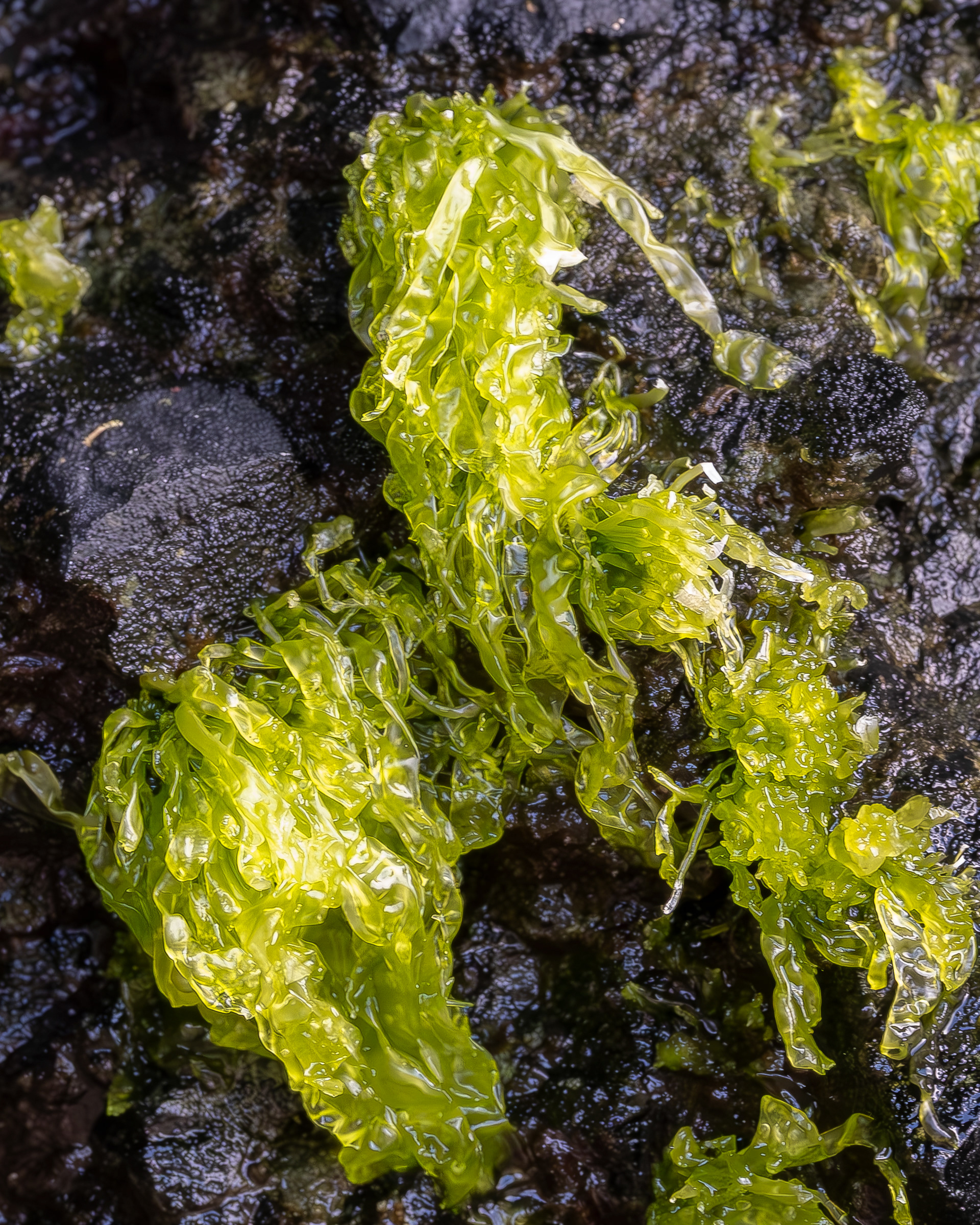 Gutweed, Point Colville