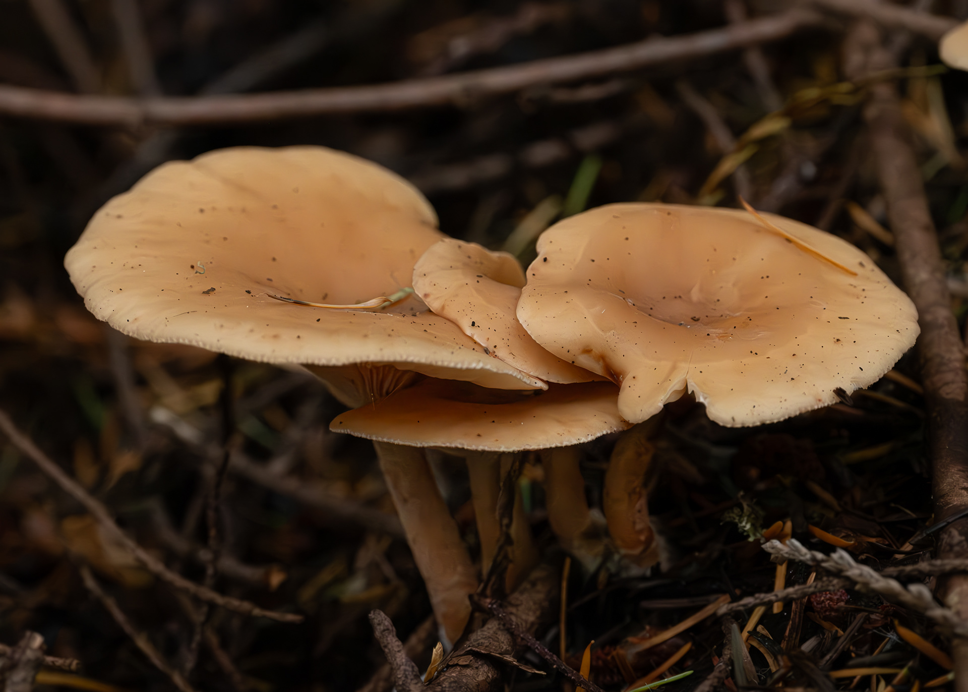 Common funnel (Clitocybe gibba), Hummel Lake Preserve