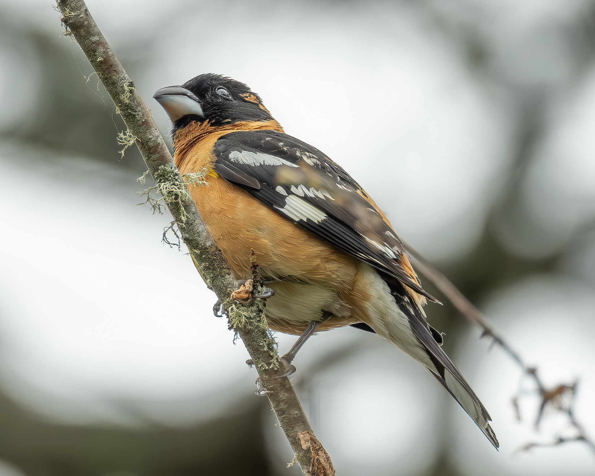 Black-headed Grosbeak (m), Hummel Lake Preserve