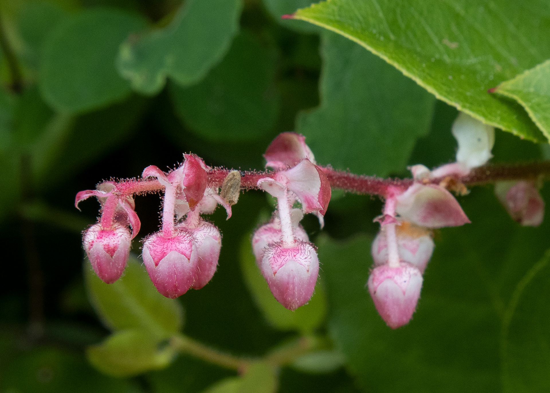 Salal (Gaultheria shallon), Davis Bay Road