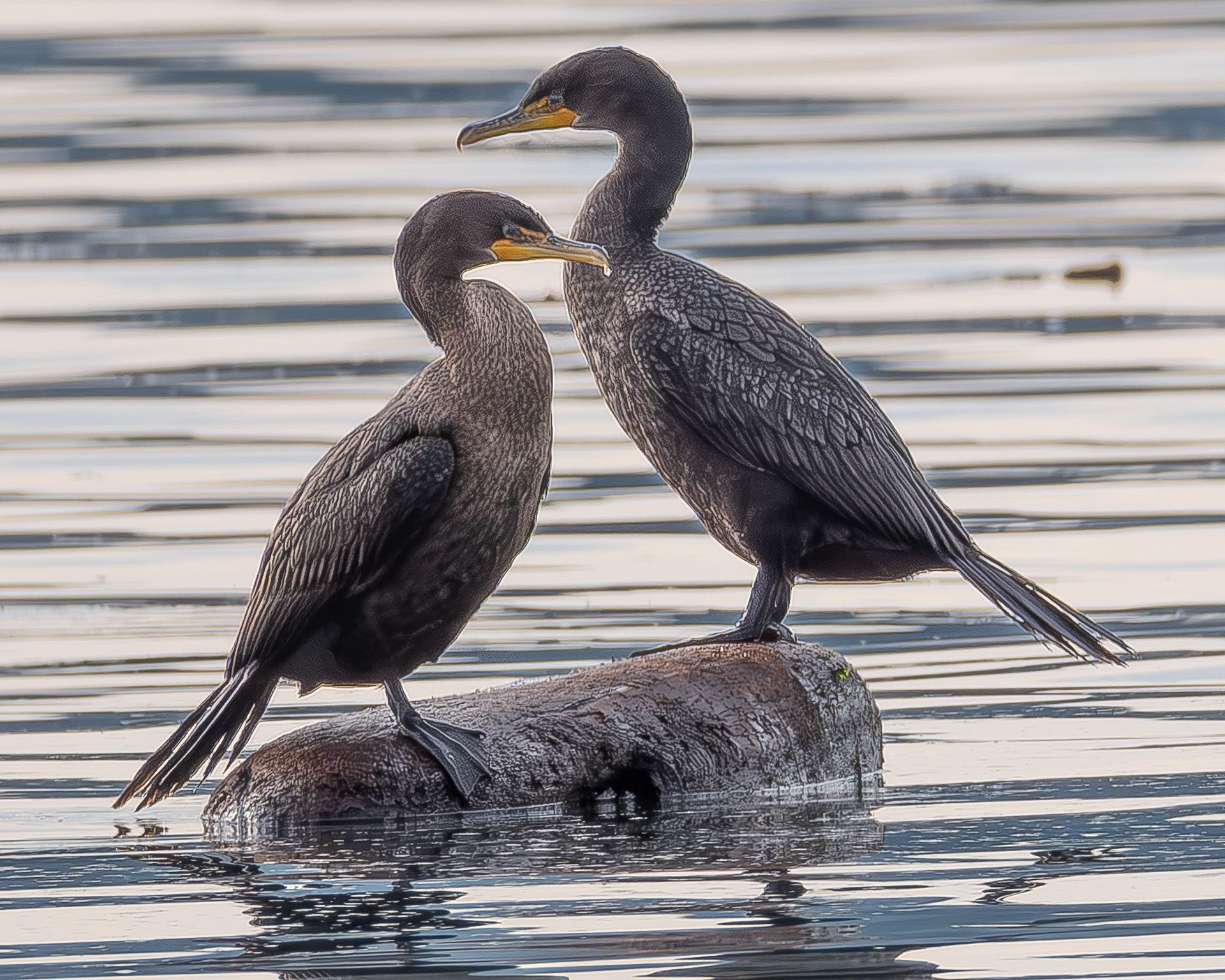 Double-crested Cormorant, Spencer Spit